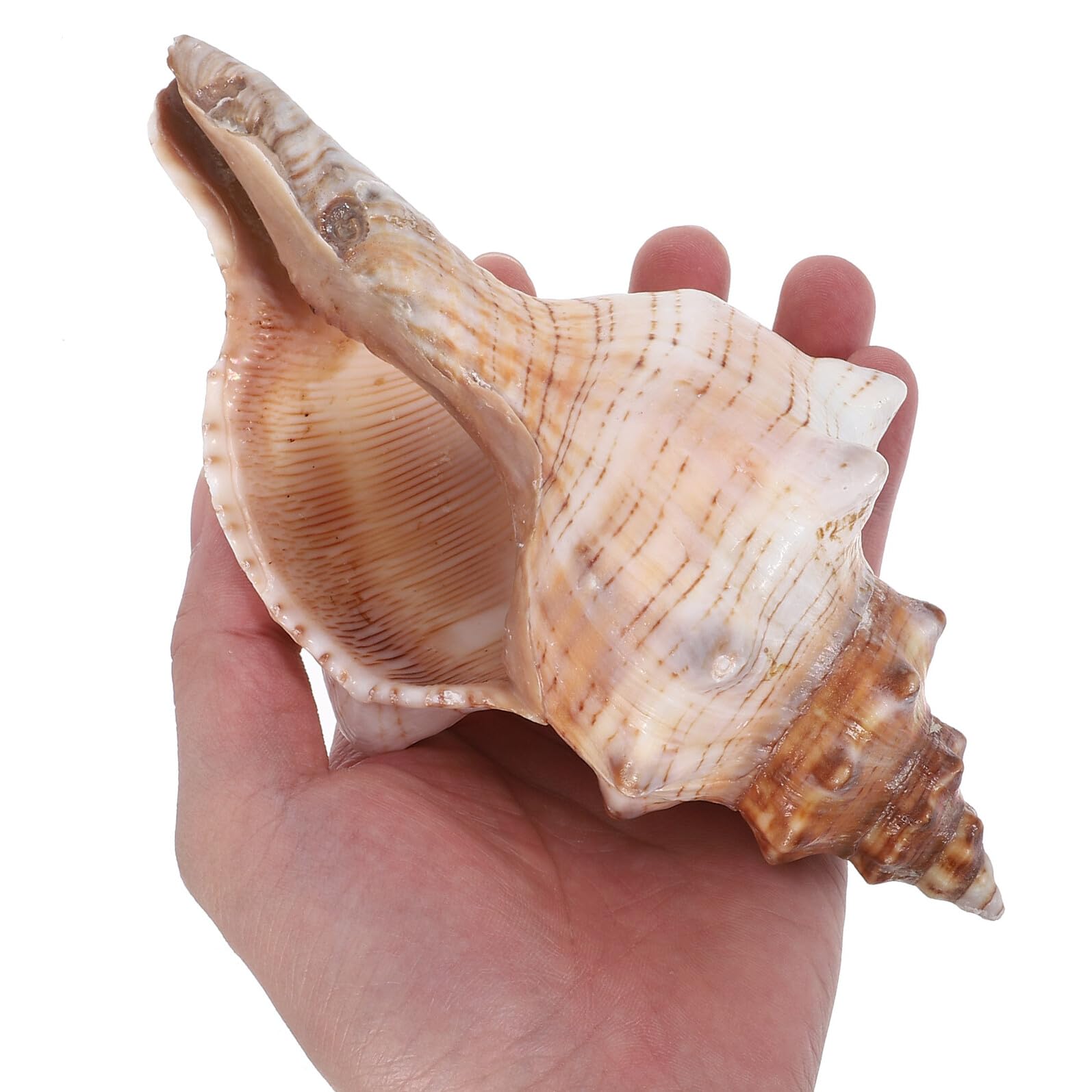 Conchiglie di Mare Naturali 16-18 Cm, Riempitivi Decorativi per Vasi e Acquari, Accessori a Forma di Conchiglia per Decorazioni Casa e Feste Tema Spiaggia
