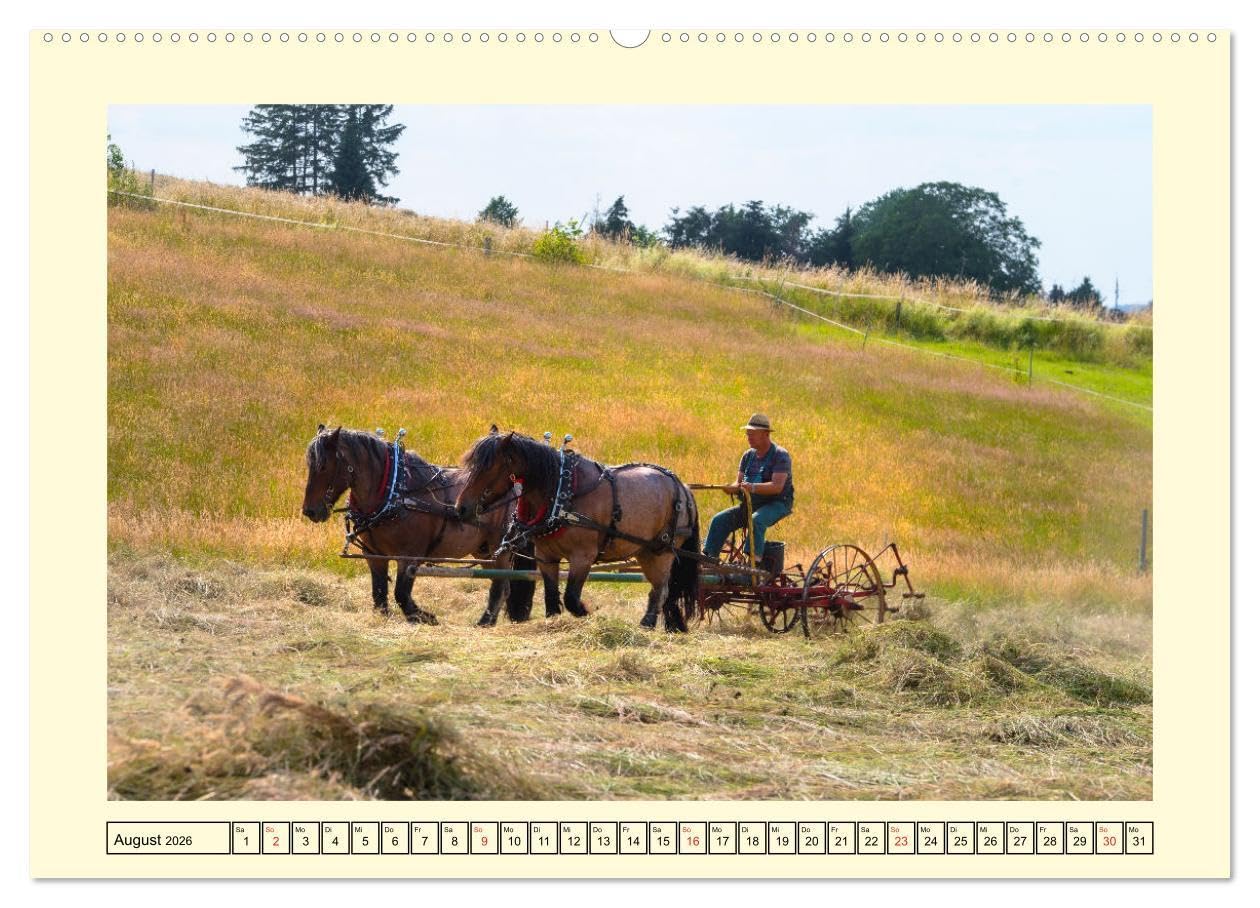 Arbeitspferde - Alltag des belgischen Kaltbluts (hochwertiger Premium Wandkalender 2026 DIN A2 quer), Kunstdruck in Hochglanz: Dieser Kalender zeigt ... belgischen Kaltblütern (CALVENDO Mobilitaet)