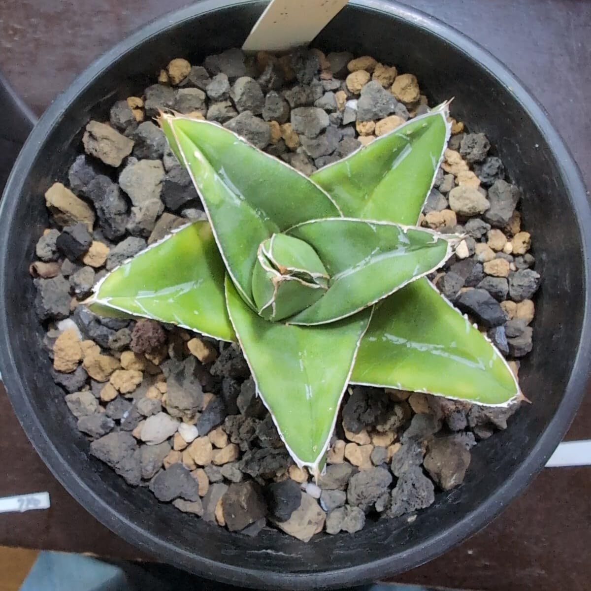 アガベ　エクスパンサ　カキ仔 アガベ エクスパンサ 抜き苗 カキ仔✕2 アガベ アメリカーナの