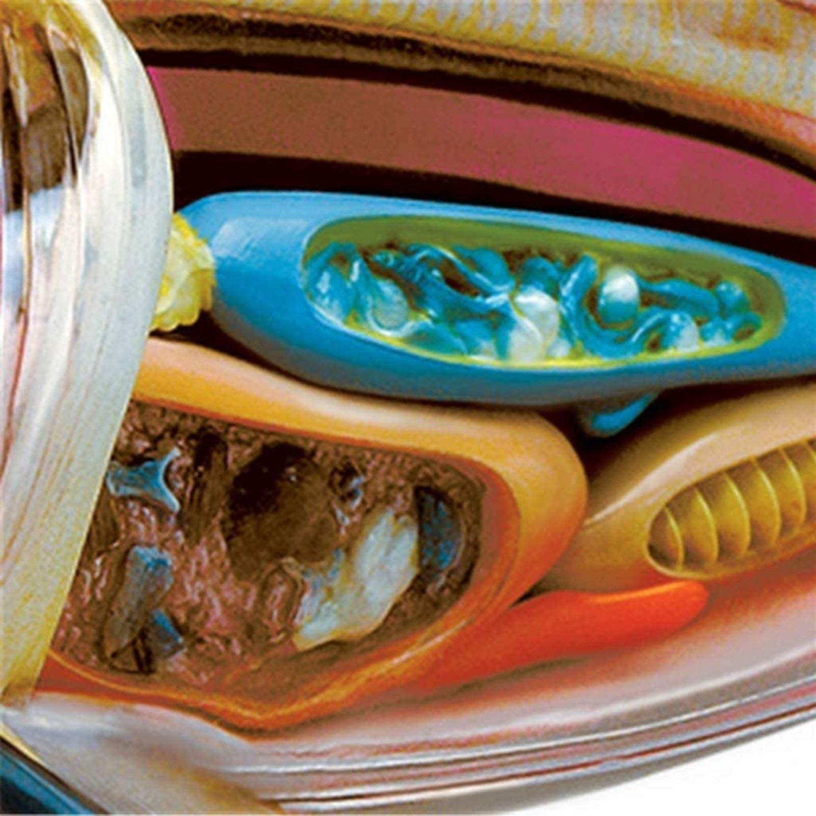 Modell Medizinisches Lehrmodell Haifisch Anatomie-Modell - Tieranatomyisches Modell - 20 abnehmbare Organe und Körperteile Biologie Unterrichtsmodell - für Studienanzeige Lehre