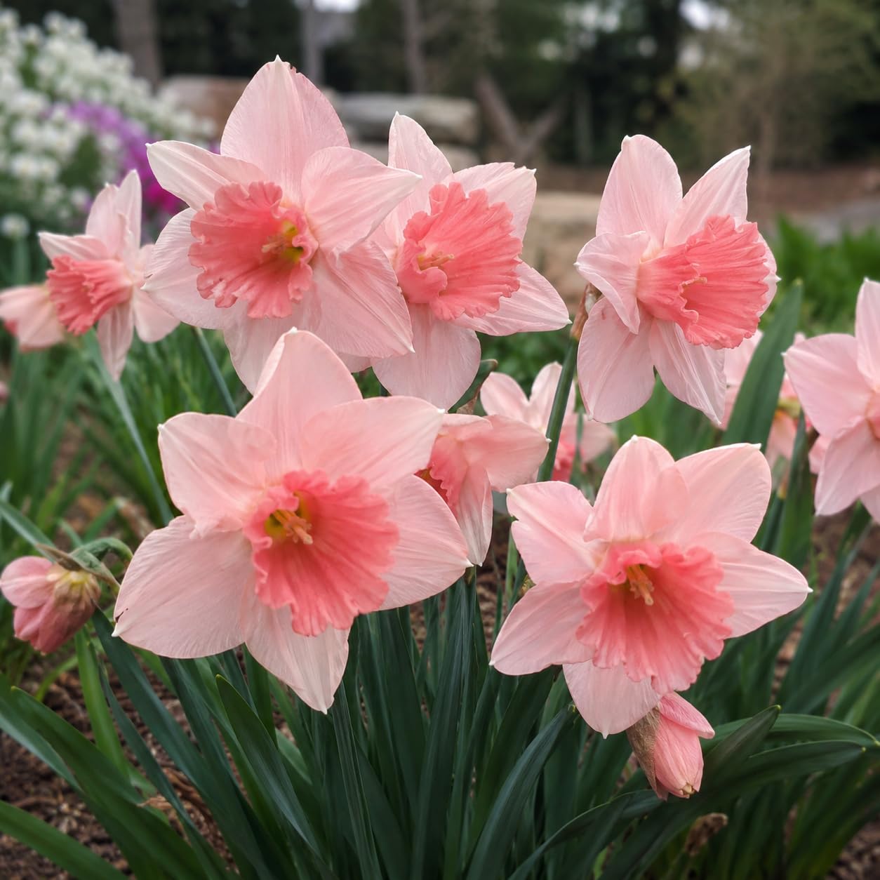 Narzissenzwiebeln zum Pflanzen von Gartenpflanzen für den Innen- und Außenbereich, lebende Zwiebeln für Blumensträuße, Körbe, Kränze und Vasenarrangements-6 Zwiebeln-A