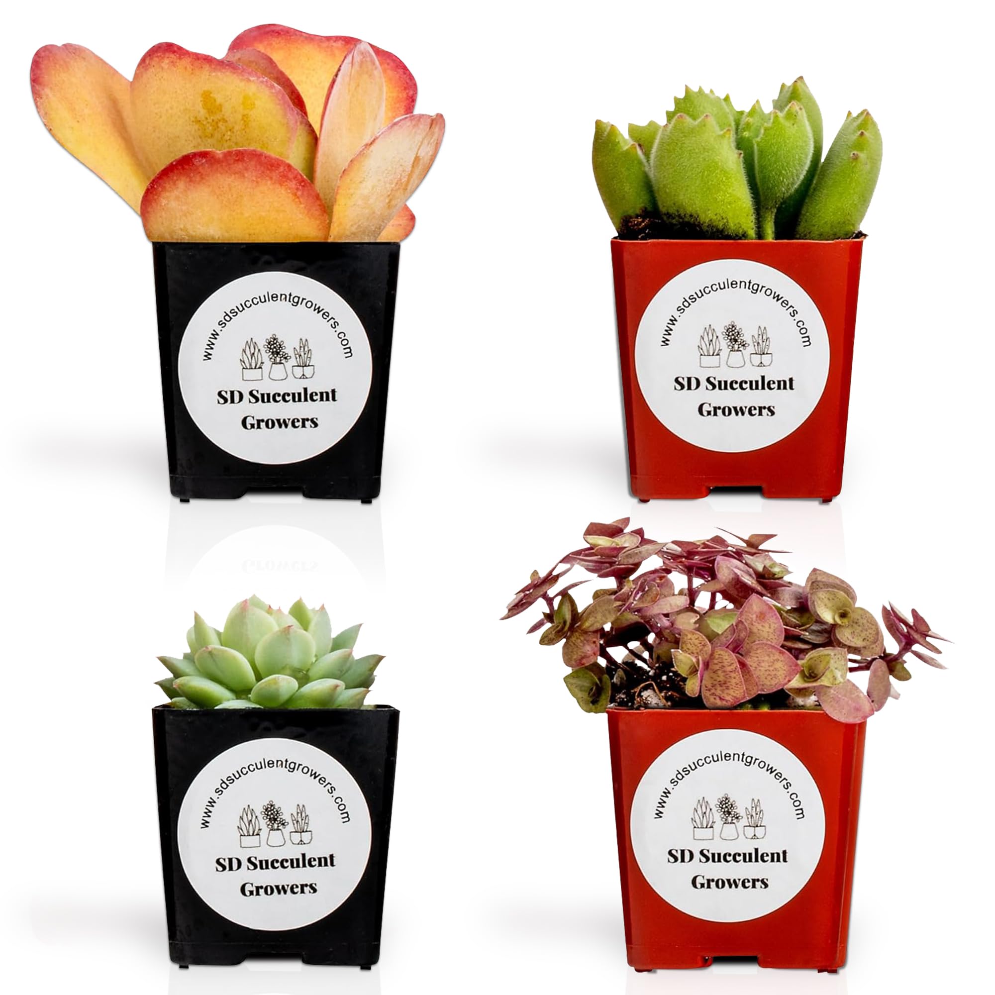 Amazon.com : Live Succulents Plants Mystery Pack - Variety of Well Rooted  Plants in 2 Inch Pots - Real, Small, Assorted Houseplants for Indoor, DIY,  Home Decor, Wedding, or Birthday Gifts (4