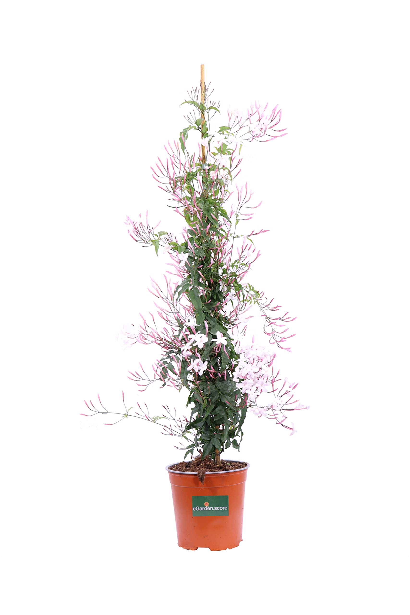 Pianta vera di Jasminum Polyanthum o Gelsomino Marzolino pianta rampicante ornamentale da esterno Gelsomino fiore bianco venduto da eGarden.store (Vaso 16 cm)