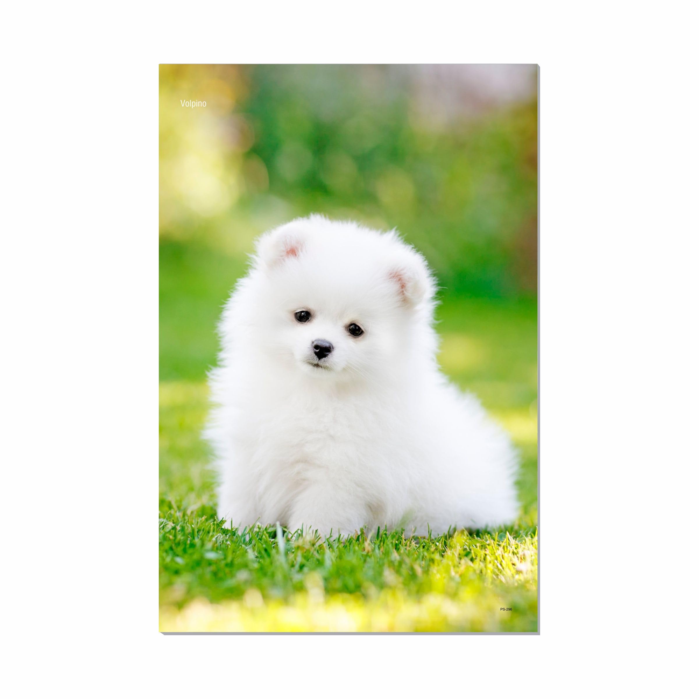 ESCAPER Dog Poster for Wall Decoration (12 x 18 inch), Cute Puppy Photos, Pet Breeds (Volpino No. 296)