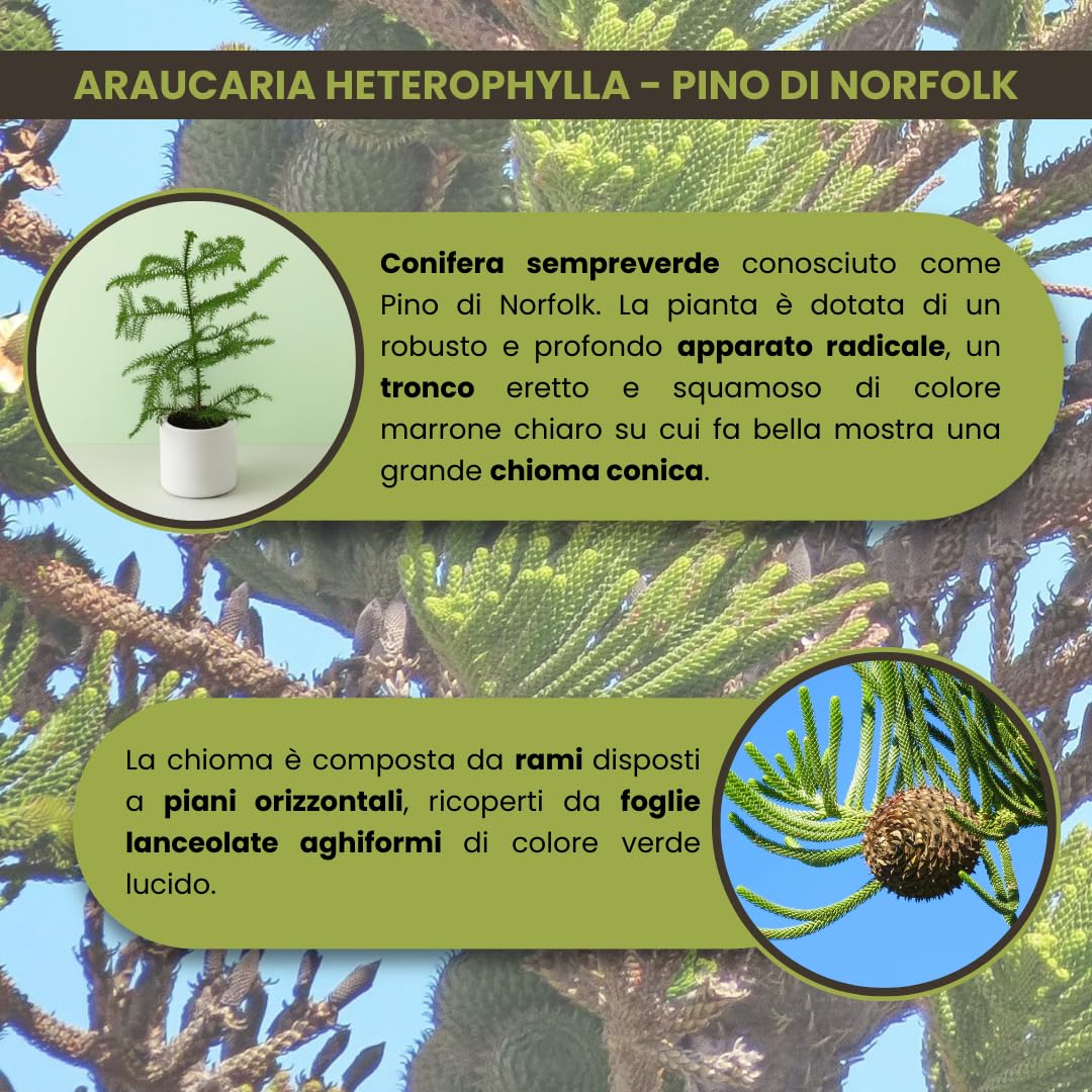 Araucaria heterophylla Pino di Norfolk - Conifera sempreverde a chioma conica, Rami a piani orizzontali, In vaso fino a 2 m, Ama luoghi umidi e mezz’ombra