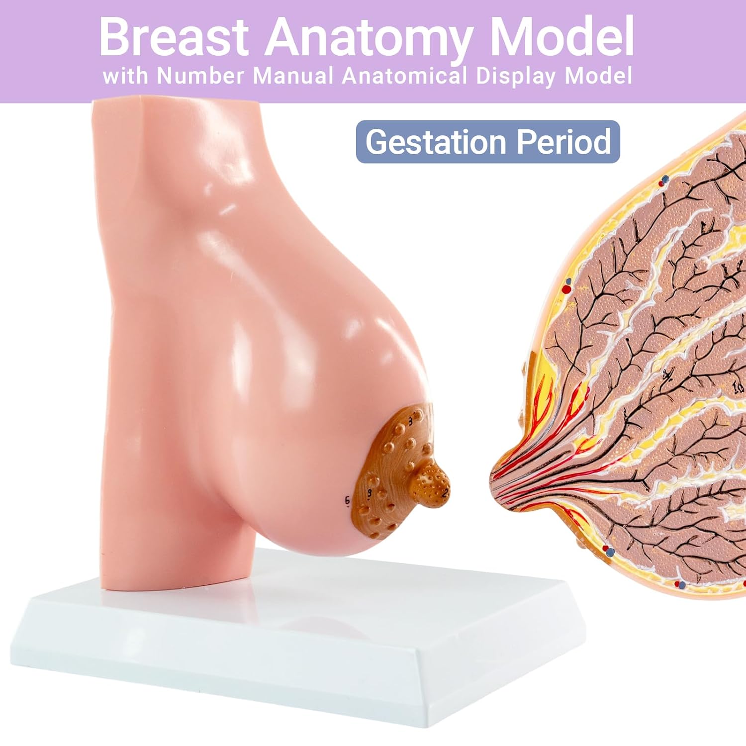 Lactating Breast Sagittal Section Model, Breast Anatomy Model Include Study Card, for Breast Surgeon
