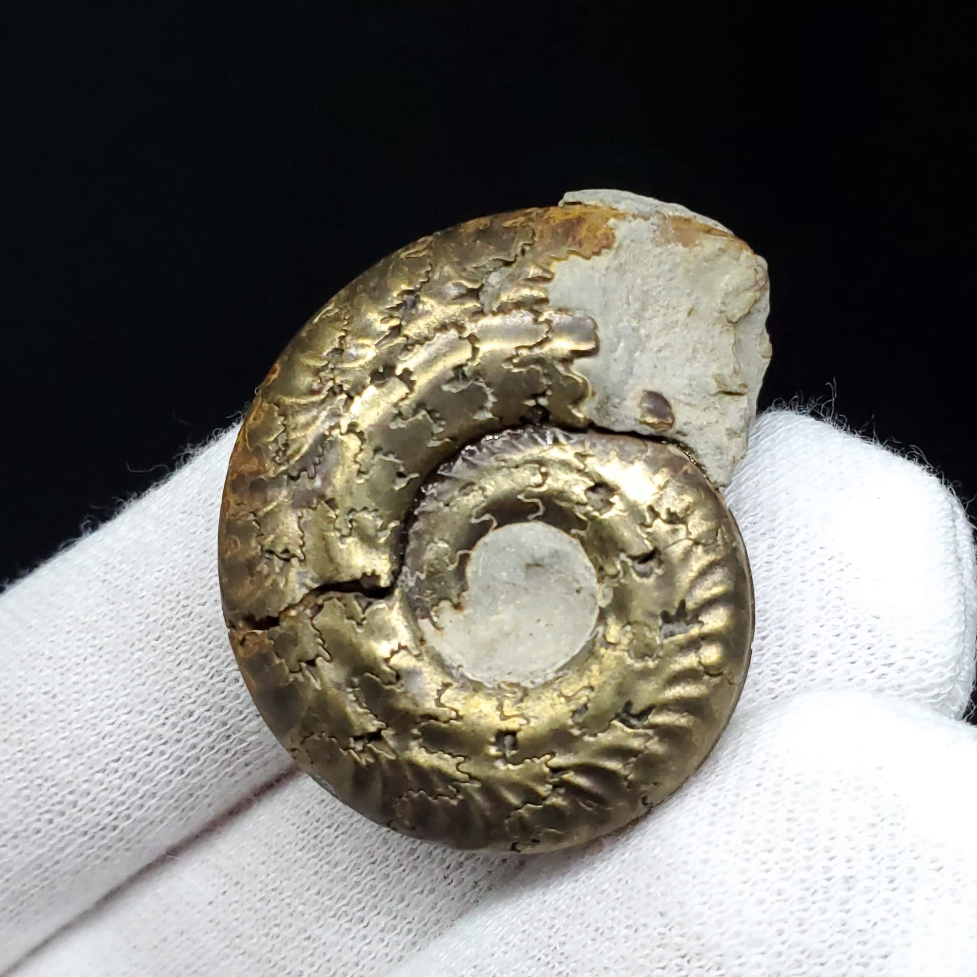 化石標本　パイライト　アンモナイト　希少種　極美麗 化石標本 パイライト アンモナイト 希少種 極美麗 化石標本 パイライト