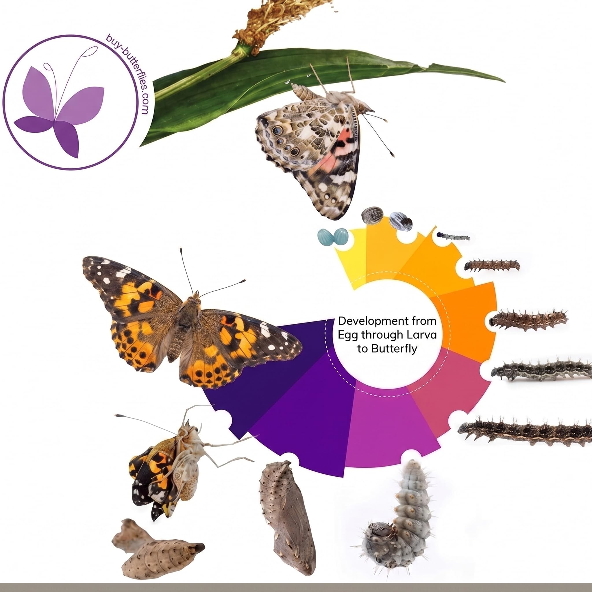 Juego de cría de mariposas para niños/adultos, ideal para el hogar, garantía de éxito | libro electrónico gratuito y materiales de aprendizaje | Cría de orugas