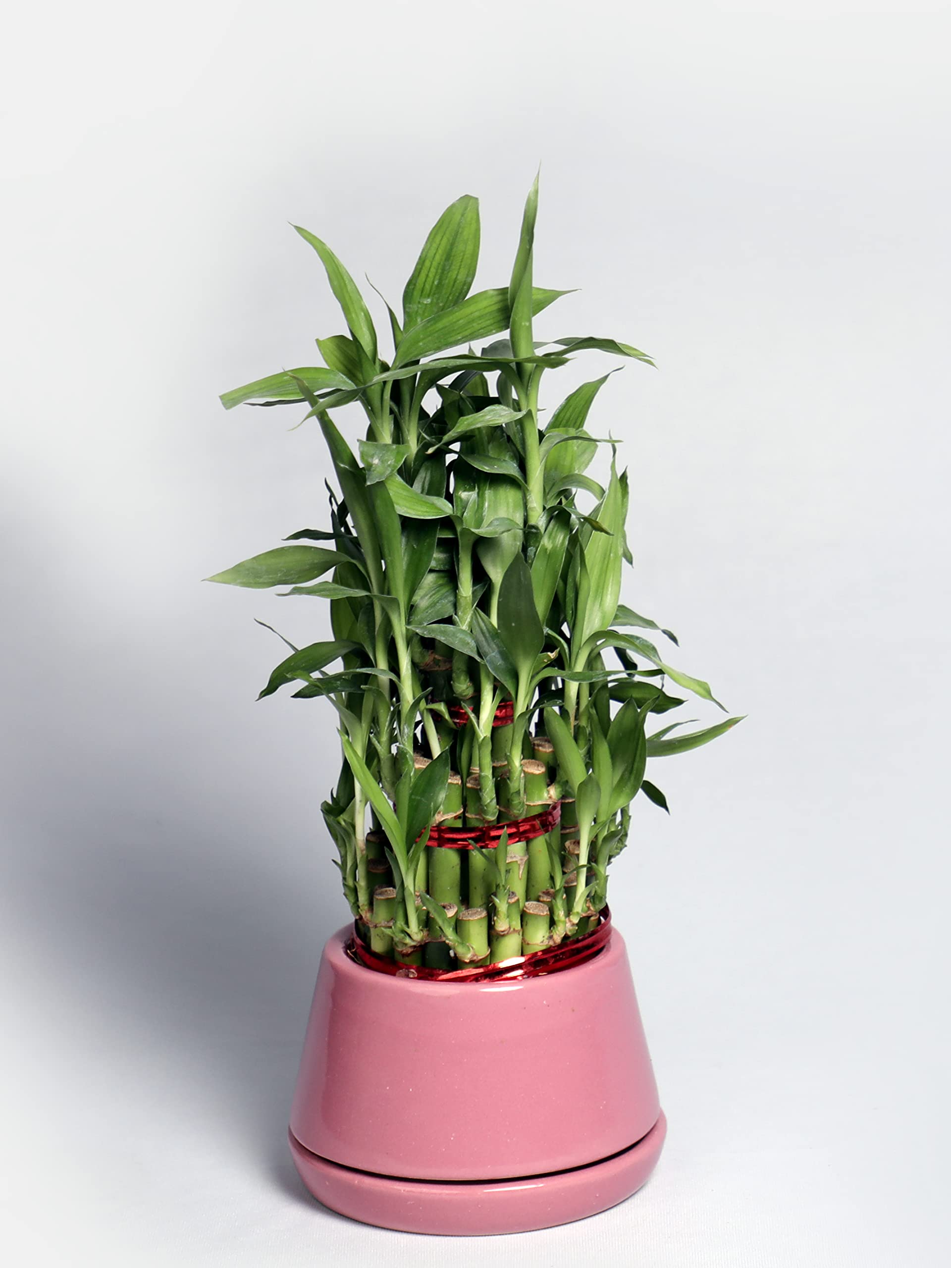 Nurturing Green® 3 Layer Bamboo Plant with Ceramic Pot (size: 5.1 inch wide | color: peach) | Plants For Home Decor Live Plant Indoor | Lucky Bamboo | Bamboo Live Plants For Indoor
