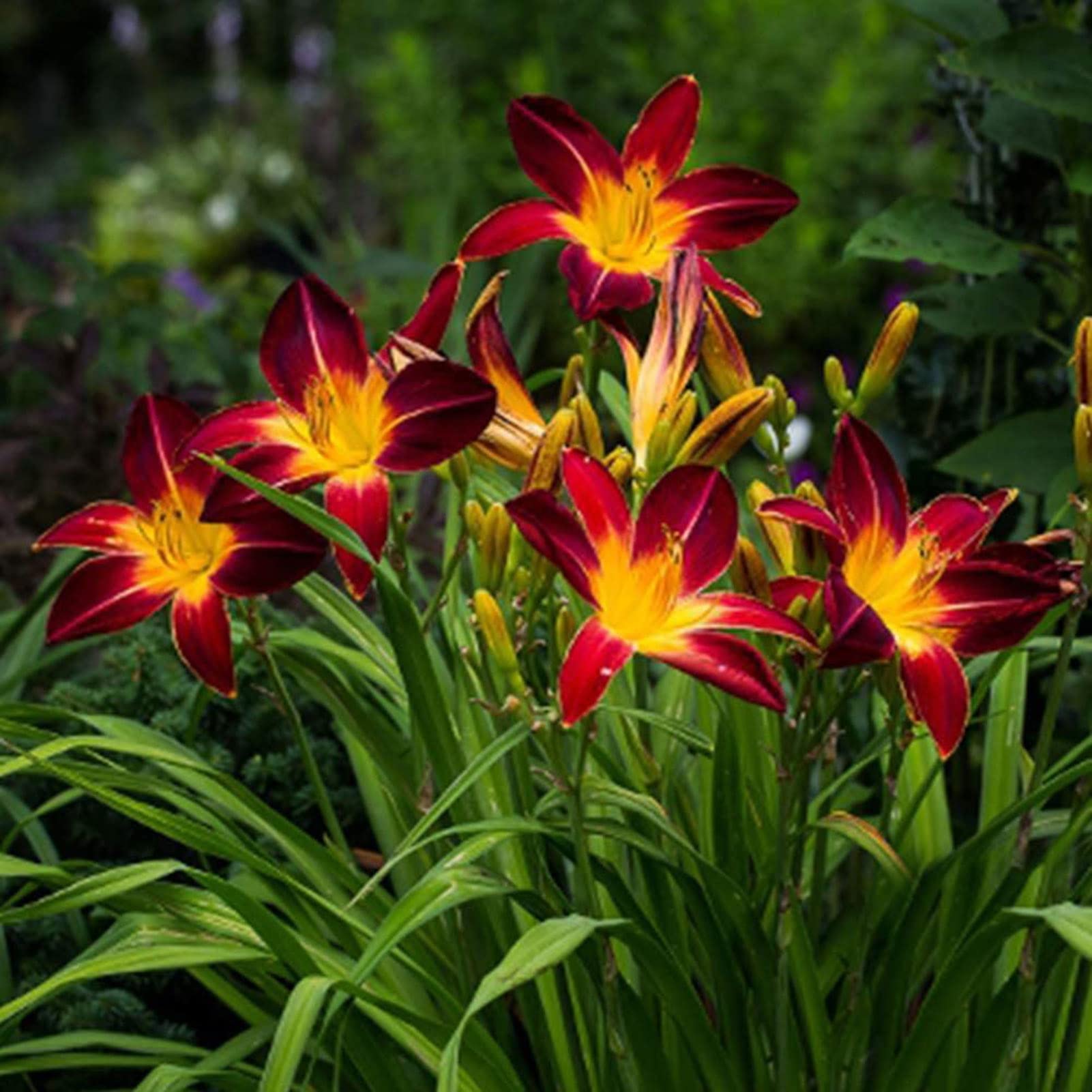 Flower Seeds,100Pcs/Bag Daylily Seeds Erect Easy to Grow Yellow-Orange Hemerocallis Fulva Bareroot Seeds for Garden Seeds