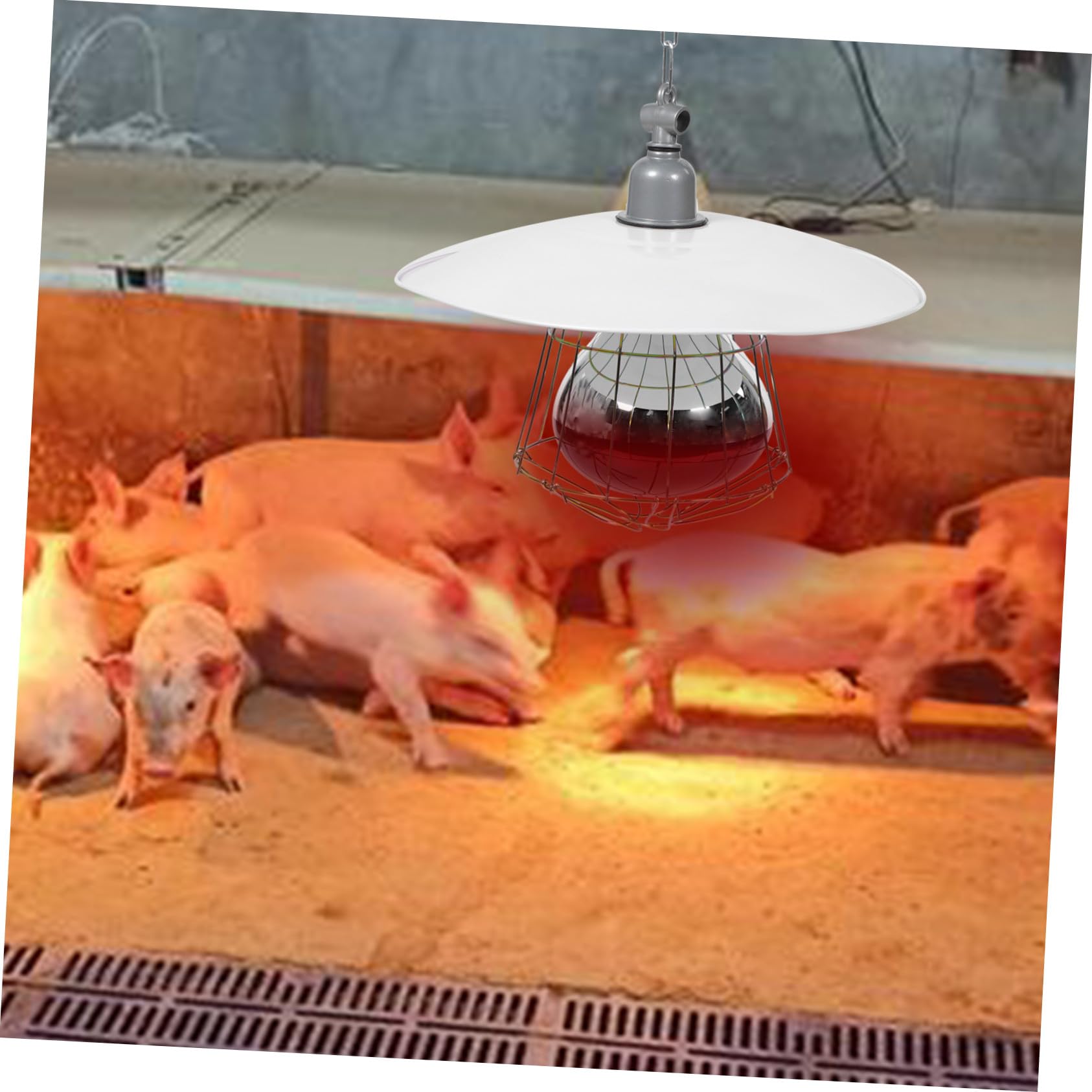 Mikikit Lampada Riscaldante per Rettili e Bestiame Set 4 in 1 Luce Rossa Protezione a Rete in Metallo, 250w Forniture Colore Casuale per Gabbie di Piccoli Maiali e Animali Domestici