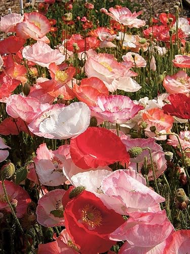 Semillas Shirley Poppy Double Mix Flores anuales para plantar sin OMG