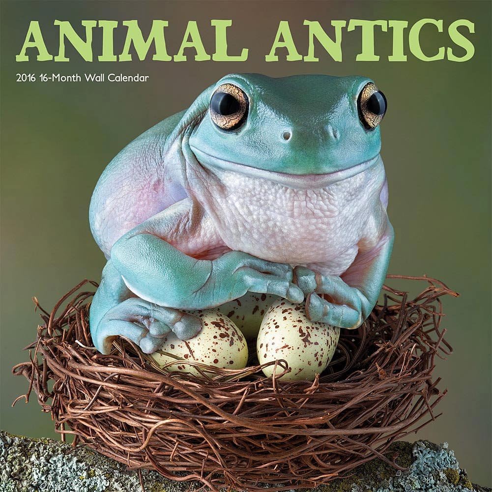 Animal Antics - 2016 Calendar 12 x 12in