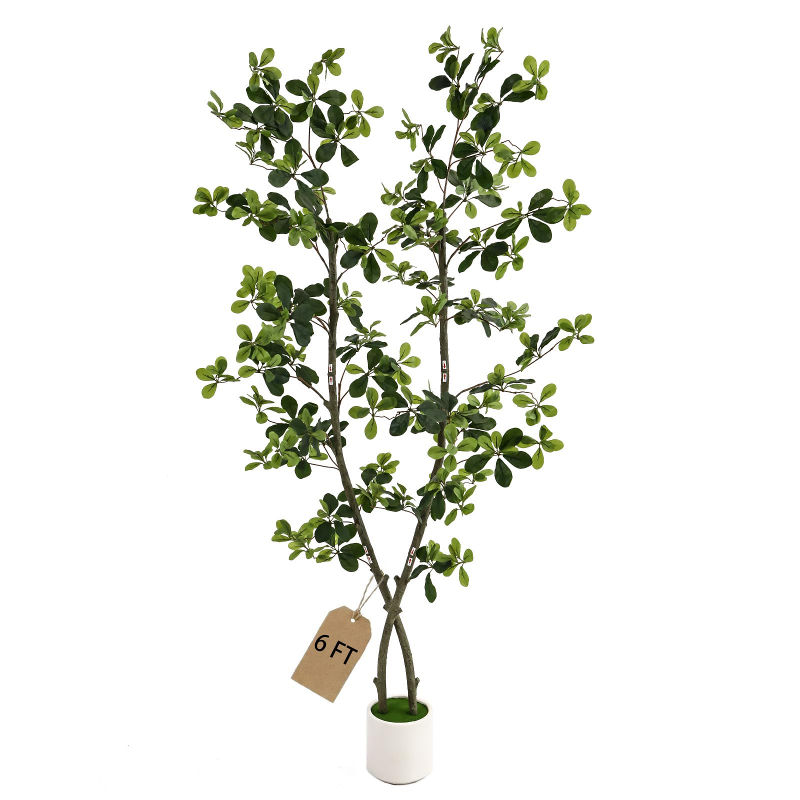 Huhemy 6ft Olive Tree