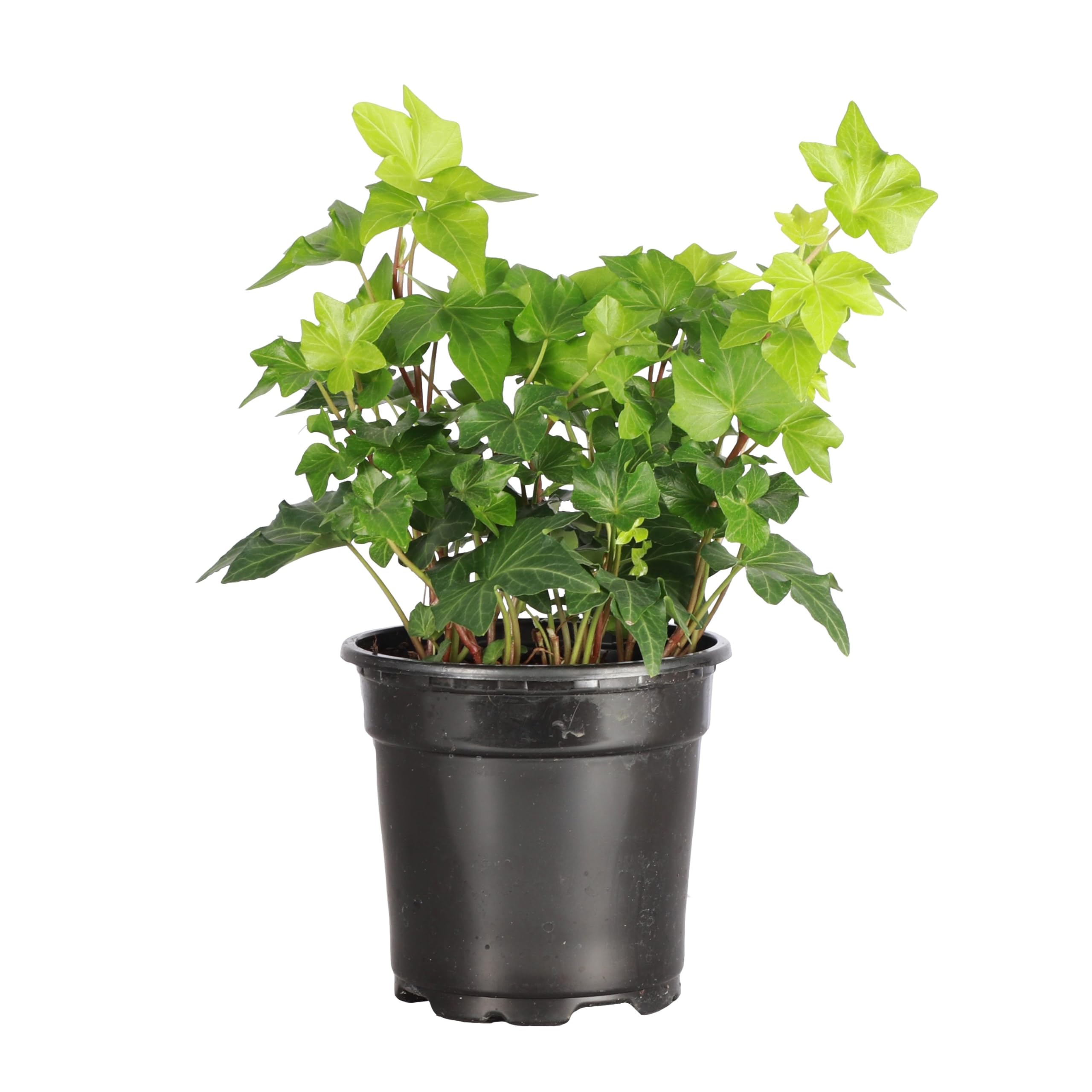 Thorsen's Greenhouse Live Green English Ivy Plant, Hedera Helix, Natural Air Purifier, Easy to Grow, Live Indoor Houseplant, 4" Diameter Pot (Nursery