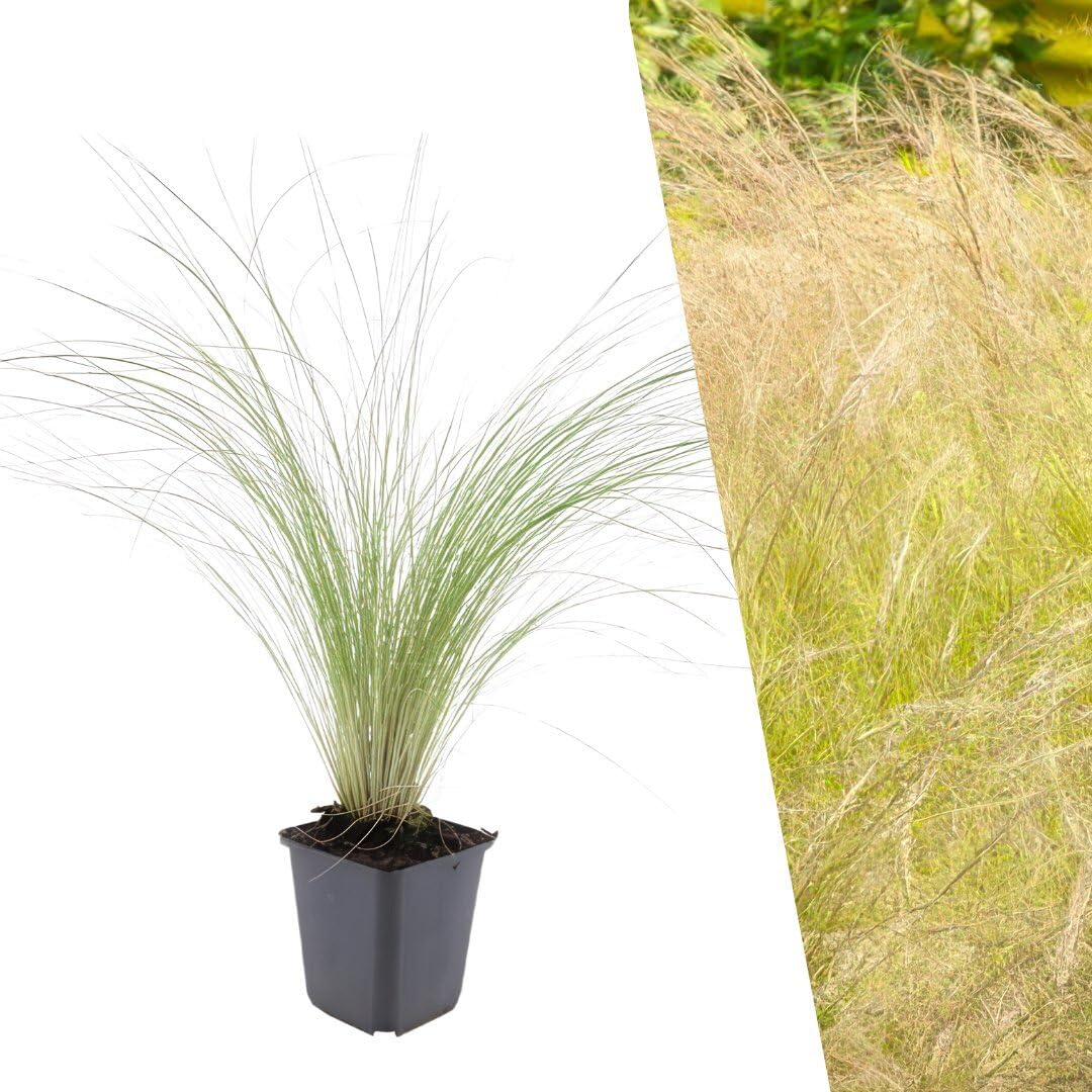 Plants by Frank Stipa Tenuissima Ponytails, 48x Federgras Pflanzen, Ø 9 cm