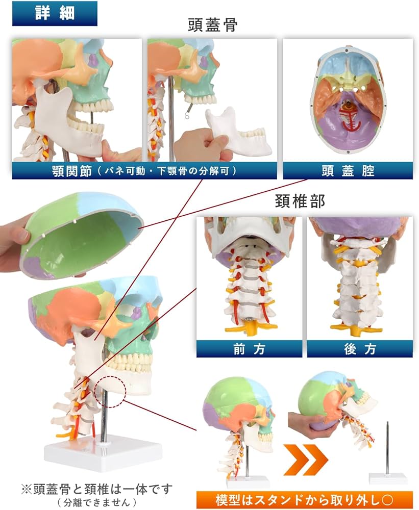 Amazon.co.jp: KIYOMARU カラー頚椎頭蓋骨模型 人体模型 頭蓋骨模型