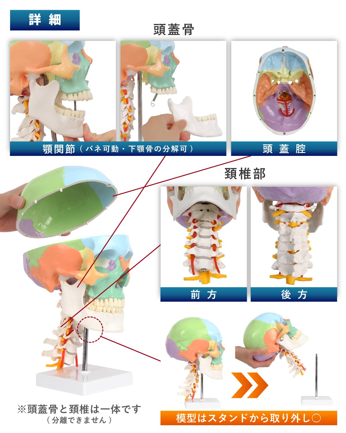 Amazon.co.jp: KIYOMARU カラー頚椎頭蓋骨模型 人体模型 頭蓋骨模型