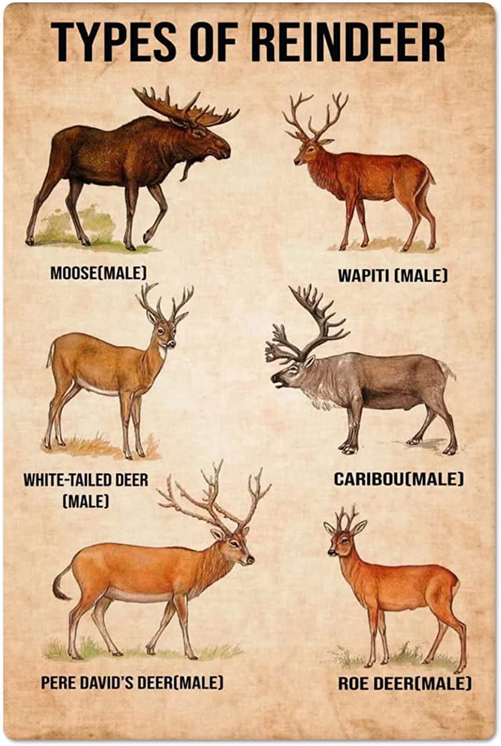 rayprint Types Of Reindeer Metal Signs Retro Reindeer Knowledge Guide Posters Home Room Wall Decor Farm Club Christmas Plaque Decorations 8x12 Inches