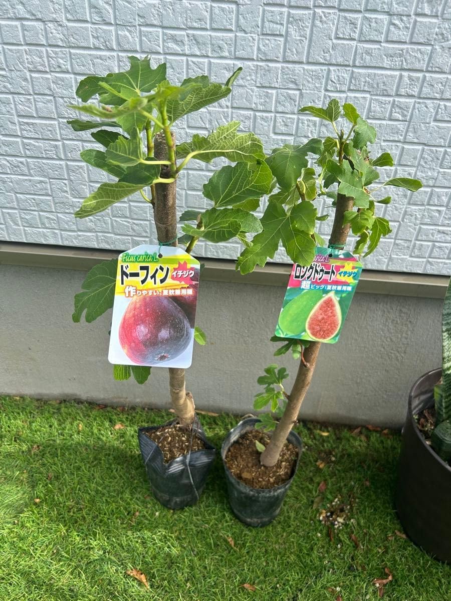オリーブの木 イトラーナ 植物 盆栽 インテリア