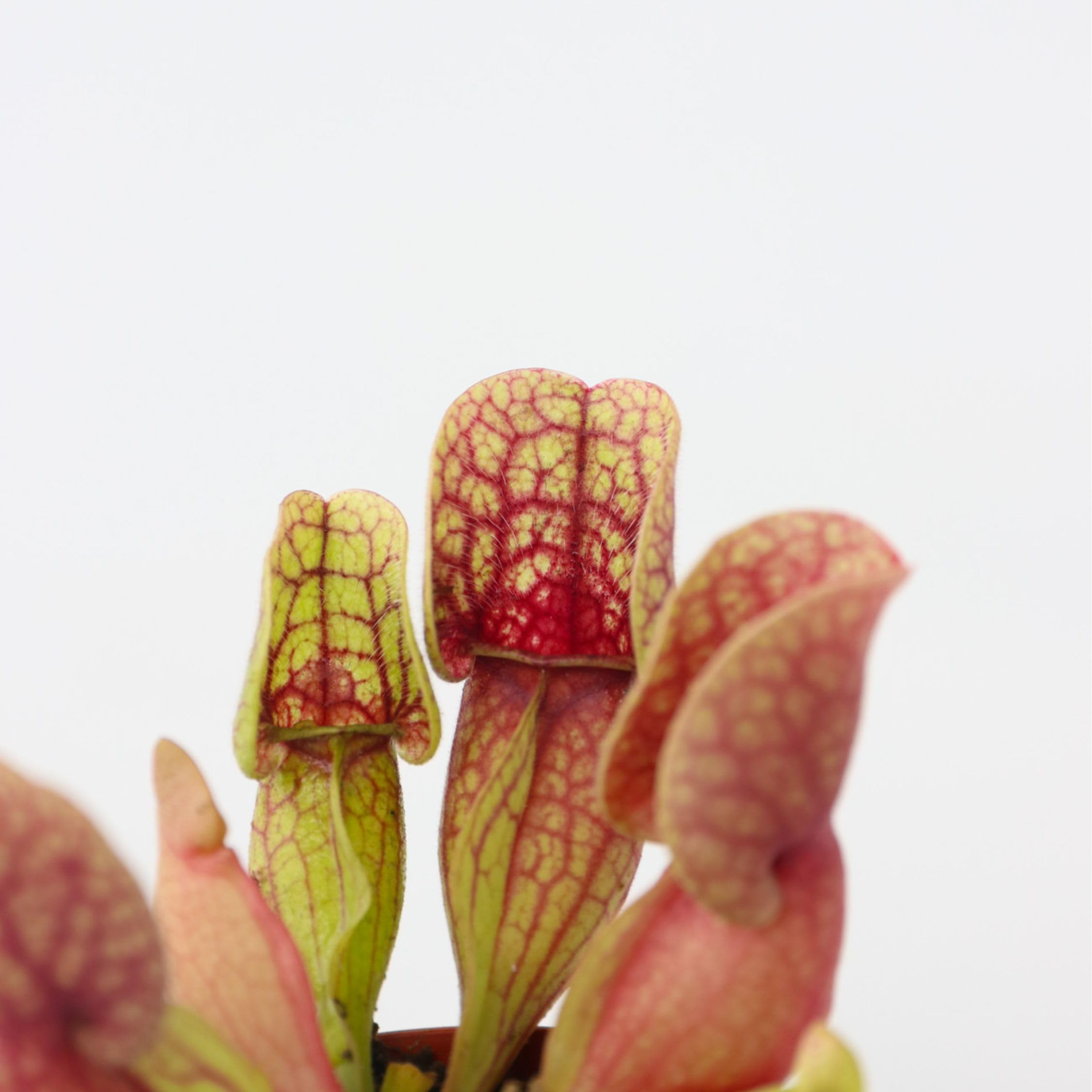 Plant in a Box - Sarracenia purpurea - 3er Set - Lila-Grün - Purpurroter Schlauchpflanze - Fleischfressende Pflanze - Topf 5,5cm - Höhe 10cm