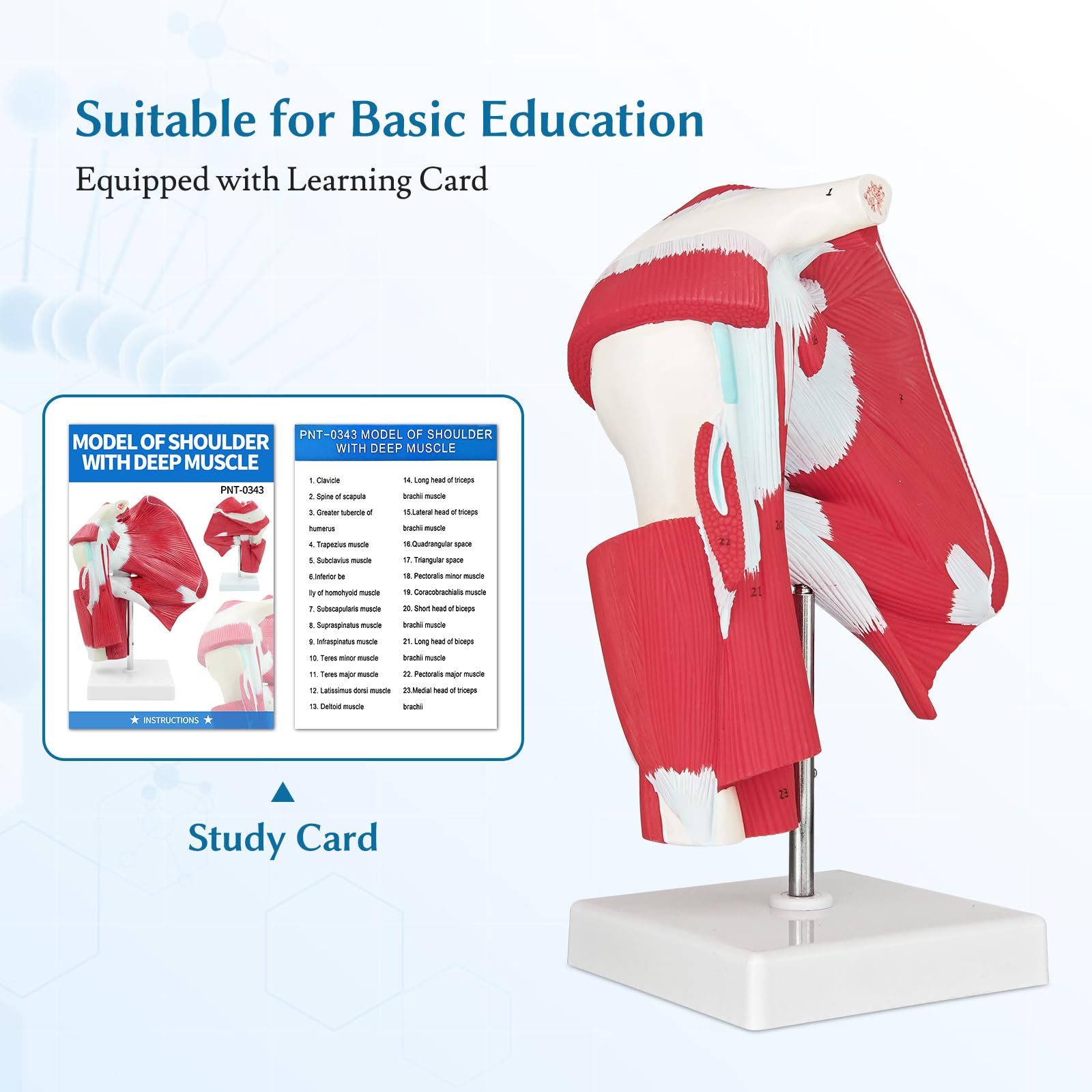 SFXYJ Shoulder Joint Muscled Model, 1:1 Life Size Human Complete Shoulder Anatomy Model Musculature from Rotator Cuff to Subscapular Tendon Muscles with Product Manual for Medical Study Training