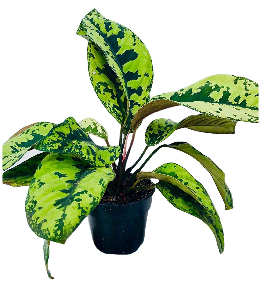 The Four Seasons Homalomena Wallisii Camouflage | Rare Natural Live Plant in Pot (B082FCHF7G) Amazon Price History, Amazon Price Tracker
