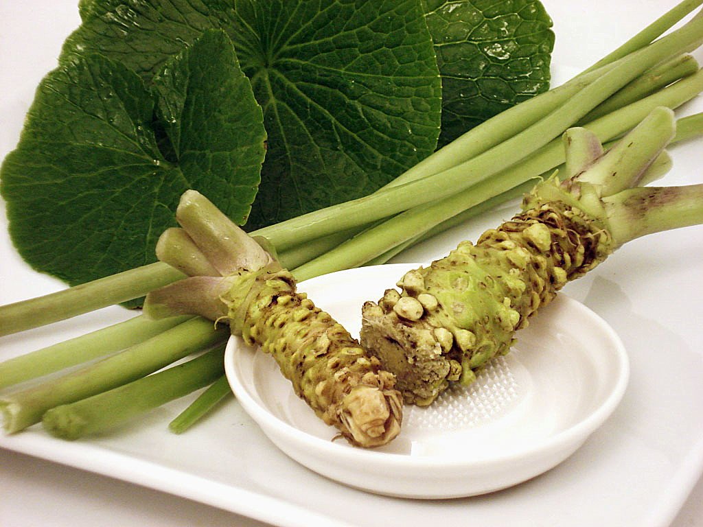 Buy Wasabi Japanese Horseradish Grow Indoors/Out Rare Vegetable