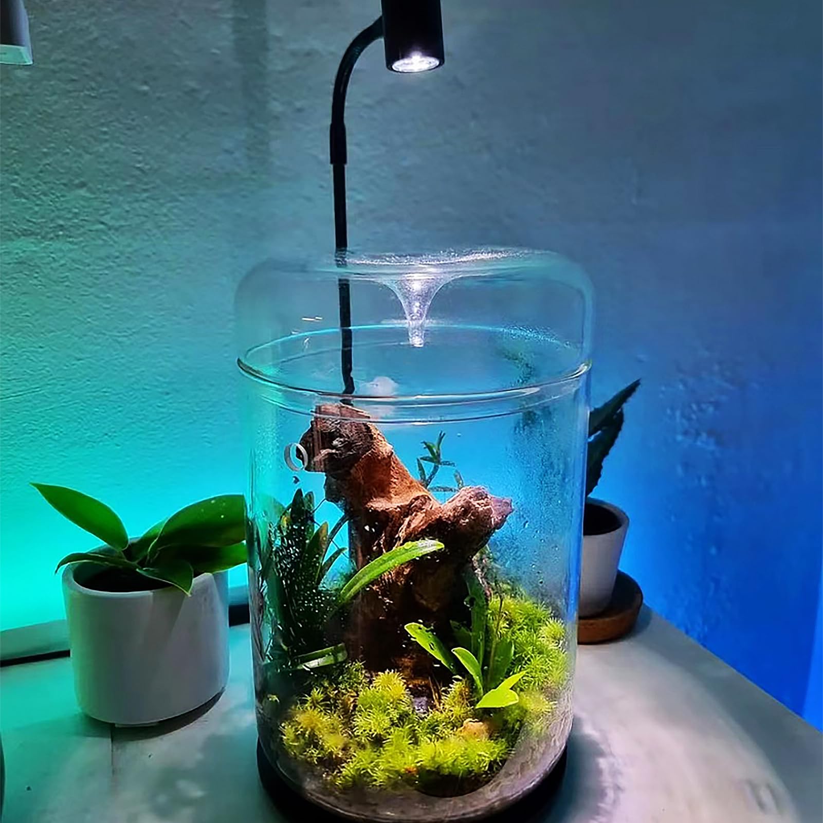 Terrarium en verre 12 x 17,5 cm pour plantes succulentes Plantes aériennes Fougère Mousse Micro paysage Vase pour la décoration de la maison Bureau Plateau de table Conteneur avec couvercle intérieur