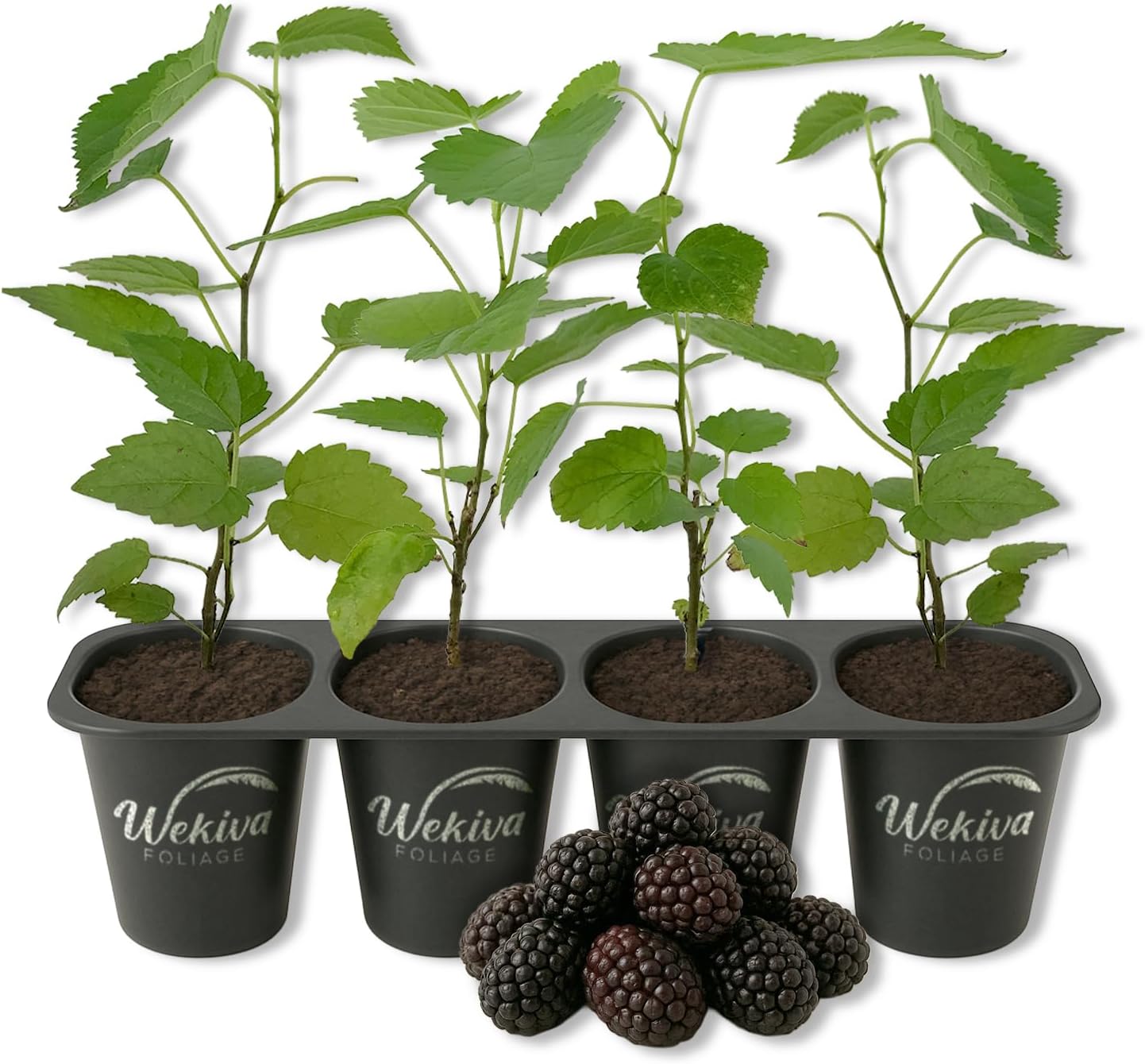 Dwarf Everbearing Mulberry Tree - 4 Live Starter Plants - Morus - Edible Fruit Tree for The Patio and Garden