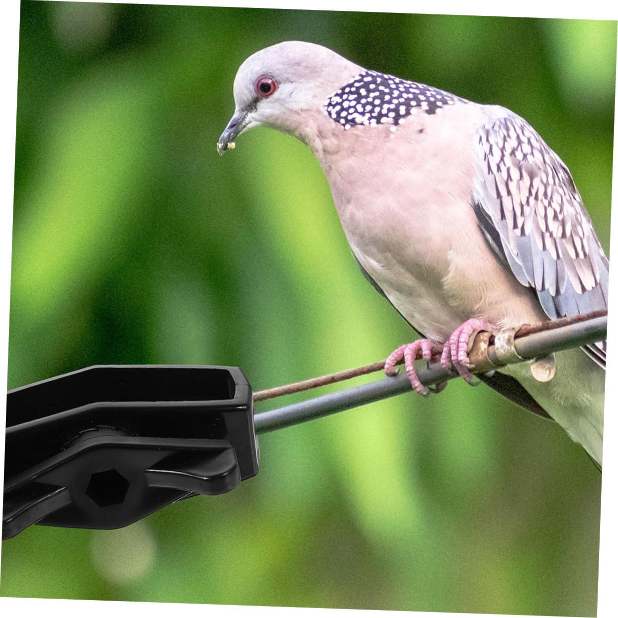 24pezzi Tenditore Per Filo Da Giardino Tensionatore Portatile Resistente Agli Agenti Atmosferici Facile Da Usare Per Recinzioni e Filo Tensionato
