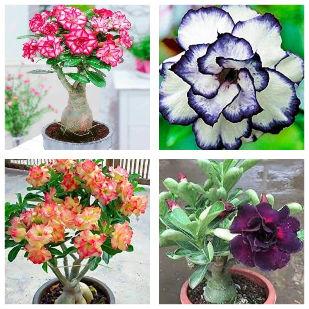12 Months All-Time Hybrid Adenium Live Plant Combo Pack - Set of 4 - Unique Varieties, Hardy, Low Maintenance, Ideal for Indoor & Outdoor Gardens, Perfect for Plant Lovers (B0DG993X4Y) Amazon Price History, Amazon Price Tracker