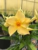 Mandevilla, ‘Sunbeam Original’, Starter Plants, Lot of 2