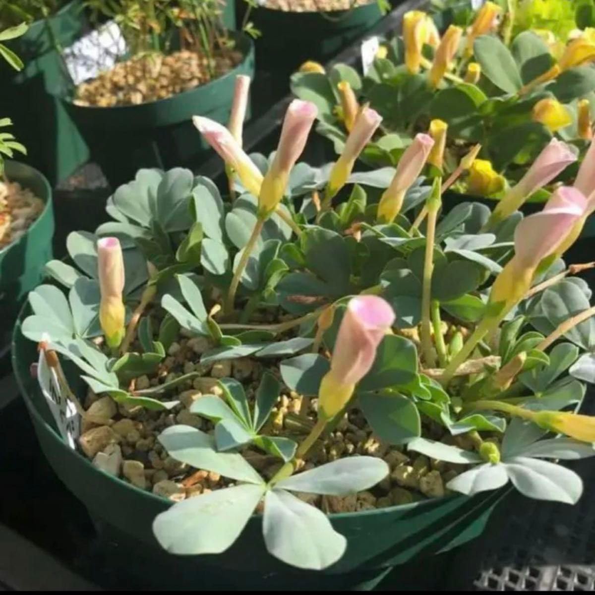 Amazon.co.jp: レアオキザリス フラバラベンダー flava lavender 球根