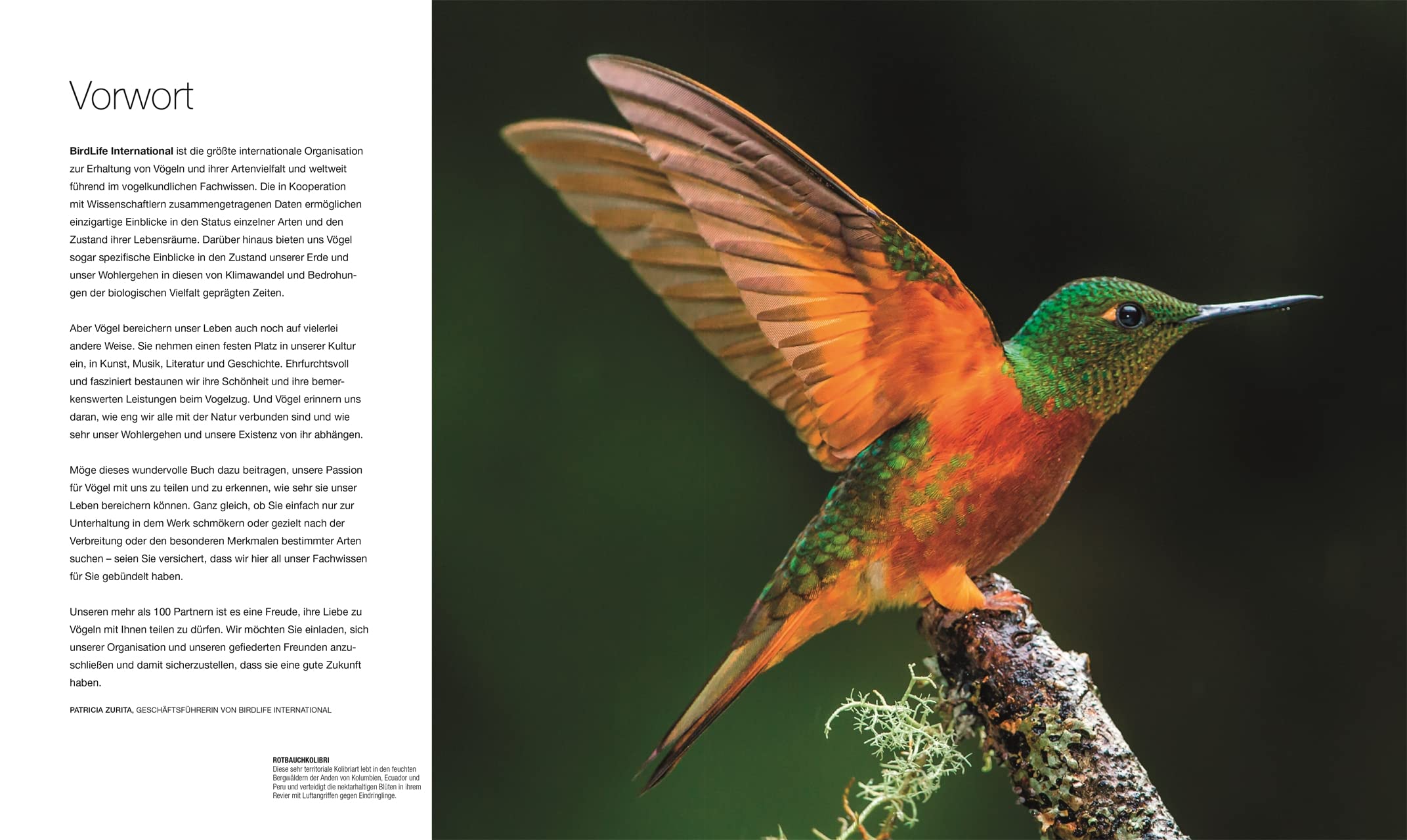 Vögel: Die große Bild-Enzyklopädie mit über 1200 Arten und 5000 Abbildungen (DK Bibliothek)