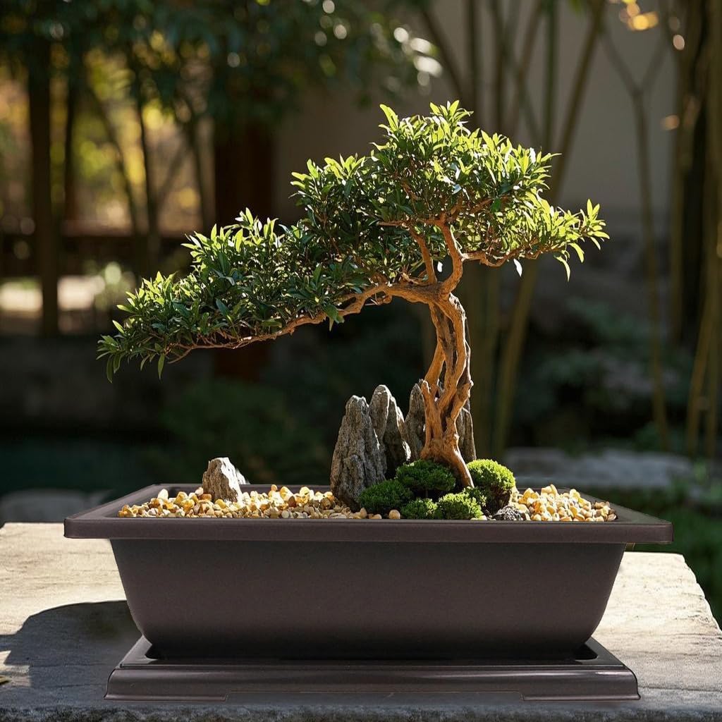MUZHI 3PCS Large Rectangular Bonsai Tree Pots Planters with Tray 11"