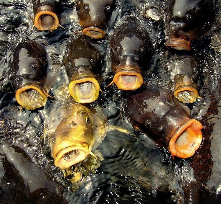 Red Worm Bait Fish attractant 2PCS 60ML,Red40 Red Ink Fishing Liquid,Natural Trout Bait Scent Fish Attractants, Strong Fish Attractant - Image 4