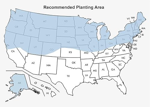 Miniatura 4 de Amturf Reparación rápida POD, marrón