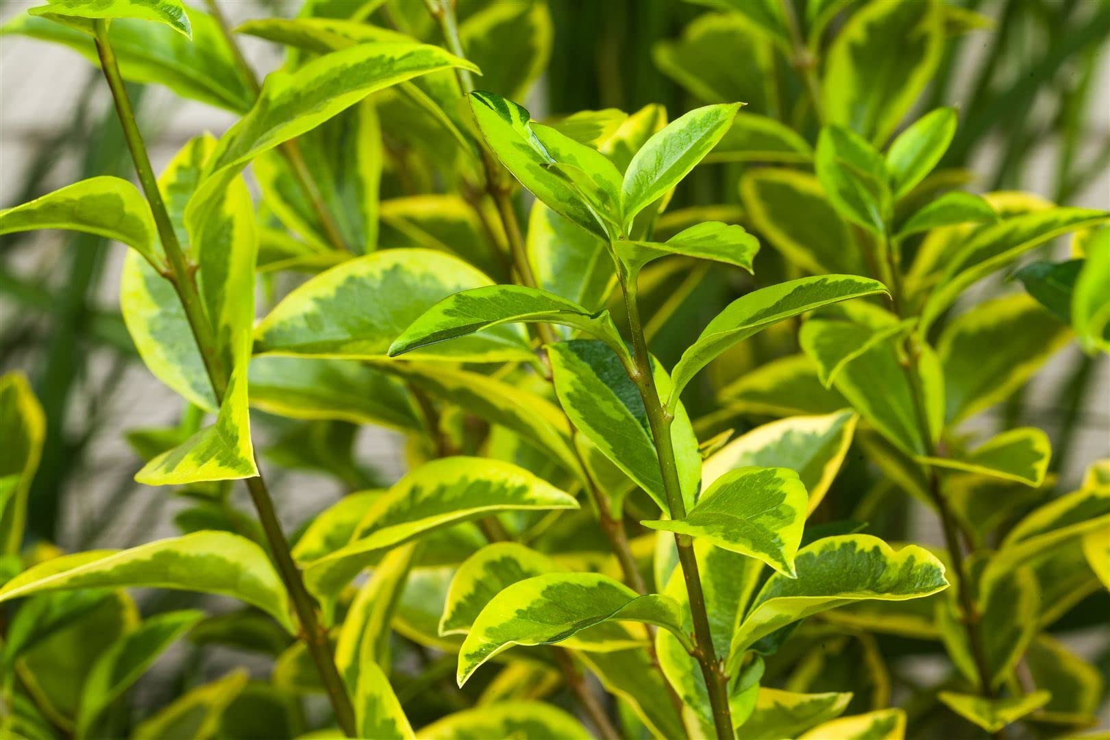 Ligustrum ovalifolium 'Aureum' 100125 cm  Winterhart, Mehrjhrig,  Pflegeleicht  Goldliguster  Heckenpflanze fr Garten & Sichtschutz :  Amazon.de: Garten