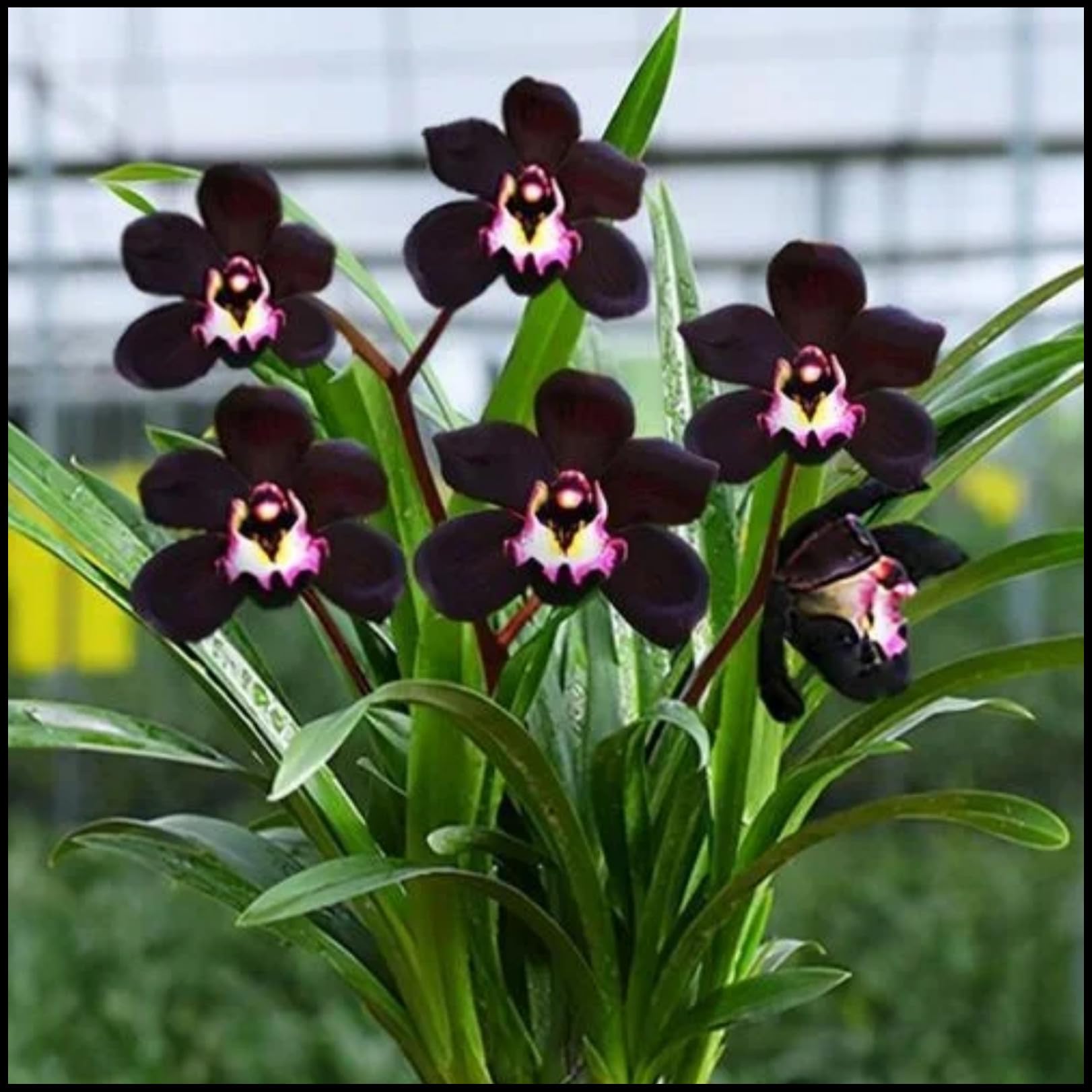 Cymbidium for Planting,Flowering Rhizome, Cymbidium Bulbs Mix,Excellent Display Indoor Perennial Balcony Garden Bulbs-3 Bulbs-D