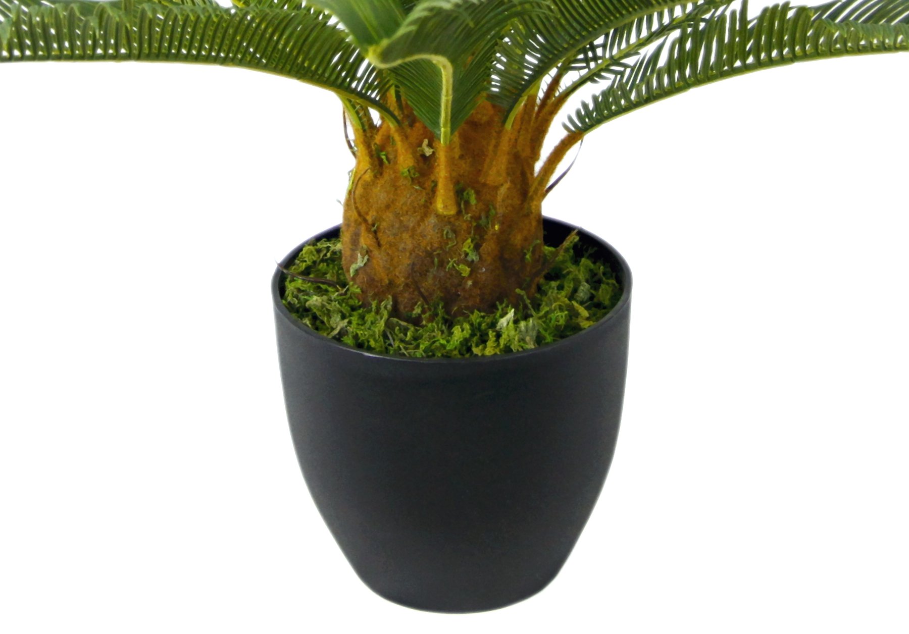 Cycaspalme en Maceta.