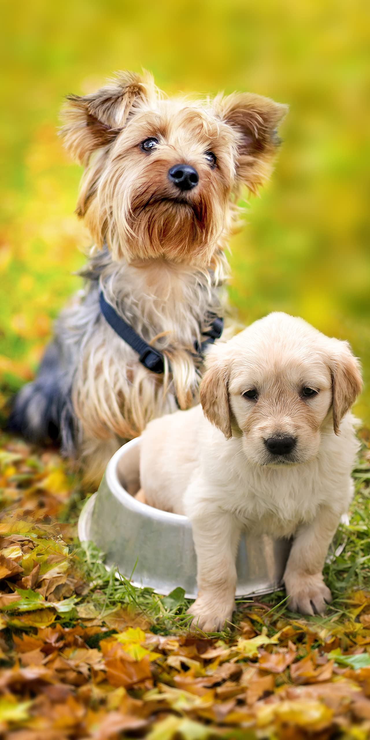 Miracle Home. Yorkshire Microfibre Towel, 100% Polyester, 75 x 145 cm 15083, 9188467009000