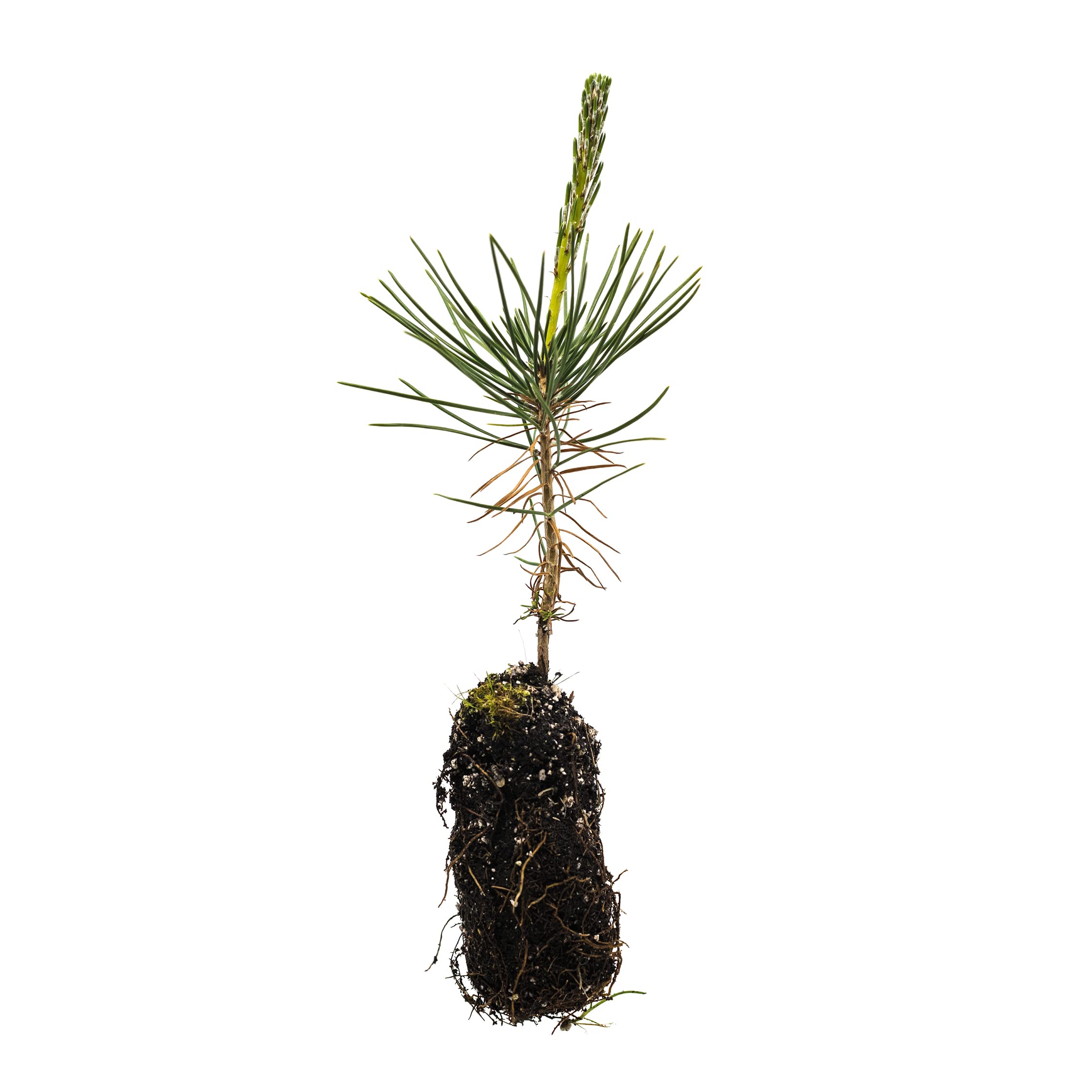 Japanese Black Pine Medium Tree Seedling