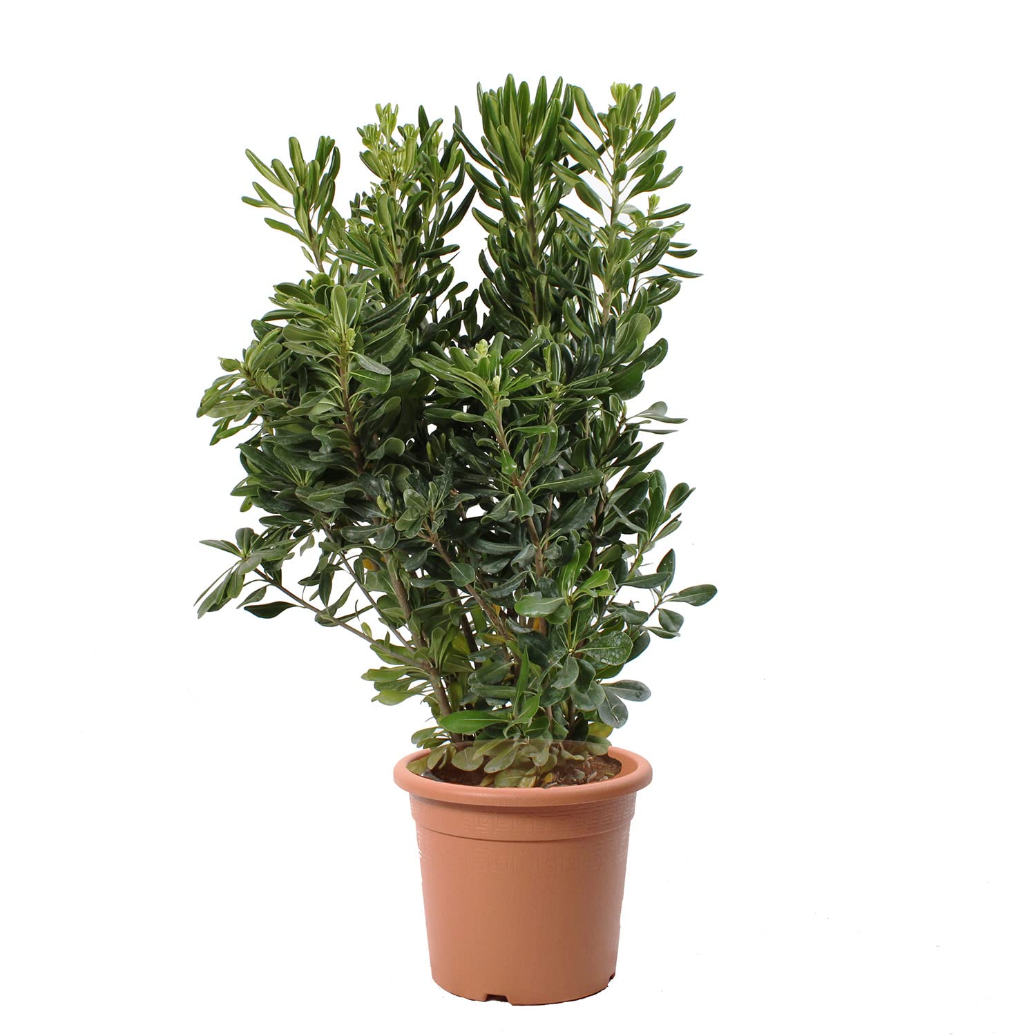 KENTIS - Pittosporum Tobira - Plantes de Haie - Plantes Vraies d'Extérieur - H 80-100 cm Pot de Ø 24 cm