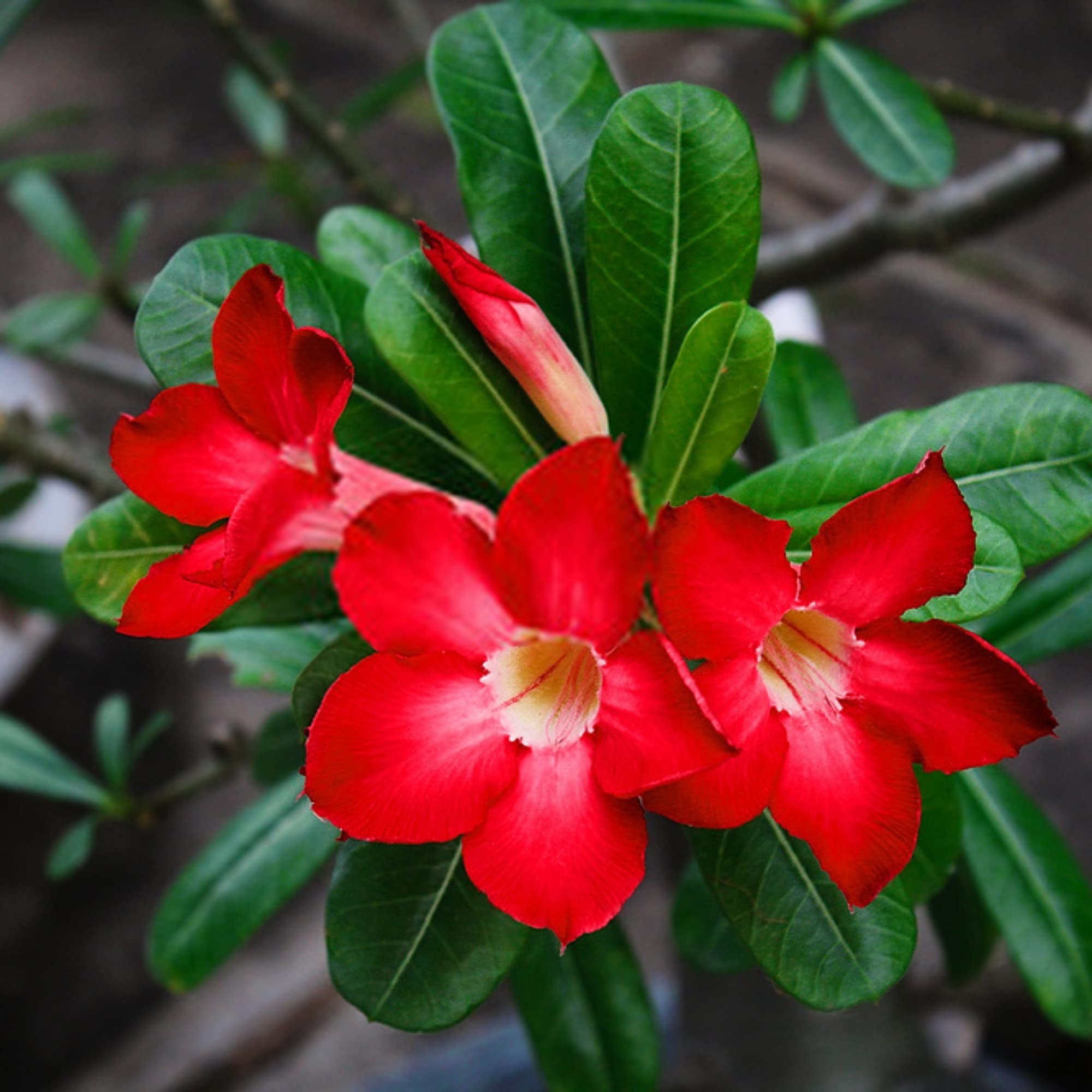 Guruji Plantation Adenium Bonsai Looking Plant Indoor or Outdoor Plant for Home and Garden with Pot Multicolor (Pack of 1) (Red) (B0BXJ5YTZ5) Amazon Price History, Amazon Price Tracker