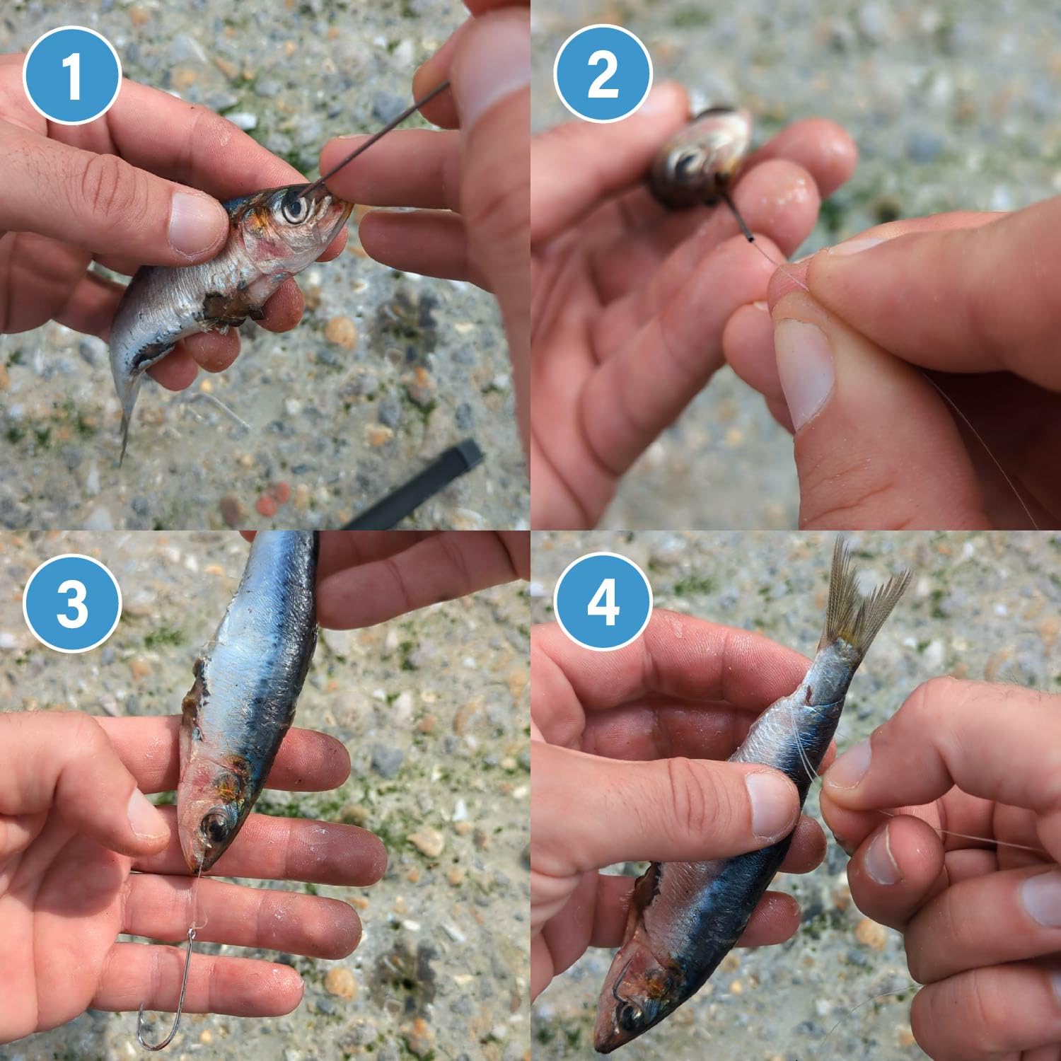 F2M - Pack pêche en surfcasting - Lot de 2 Rouleaux de Fil à ligaturer Les appâts + 1 Boite de 5 Aiguilles à locher Les vers