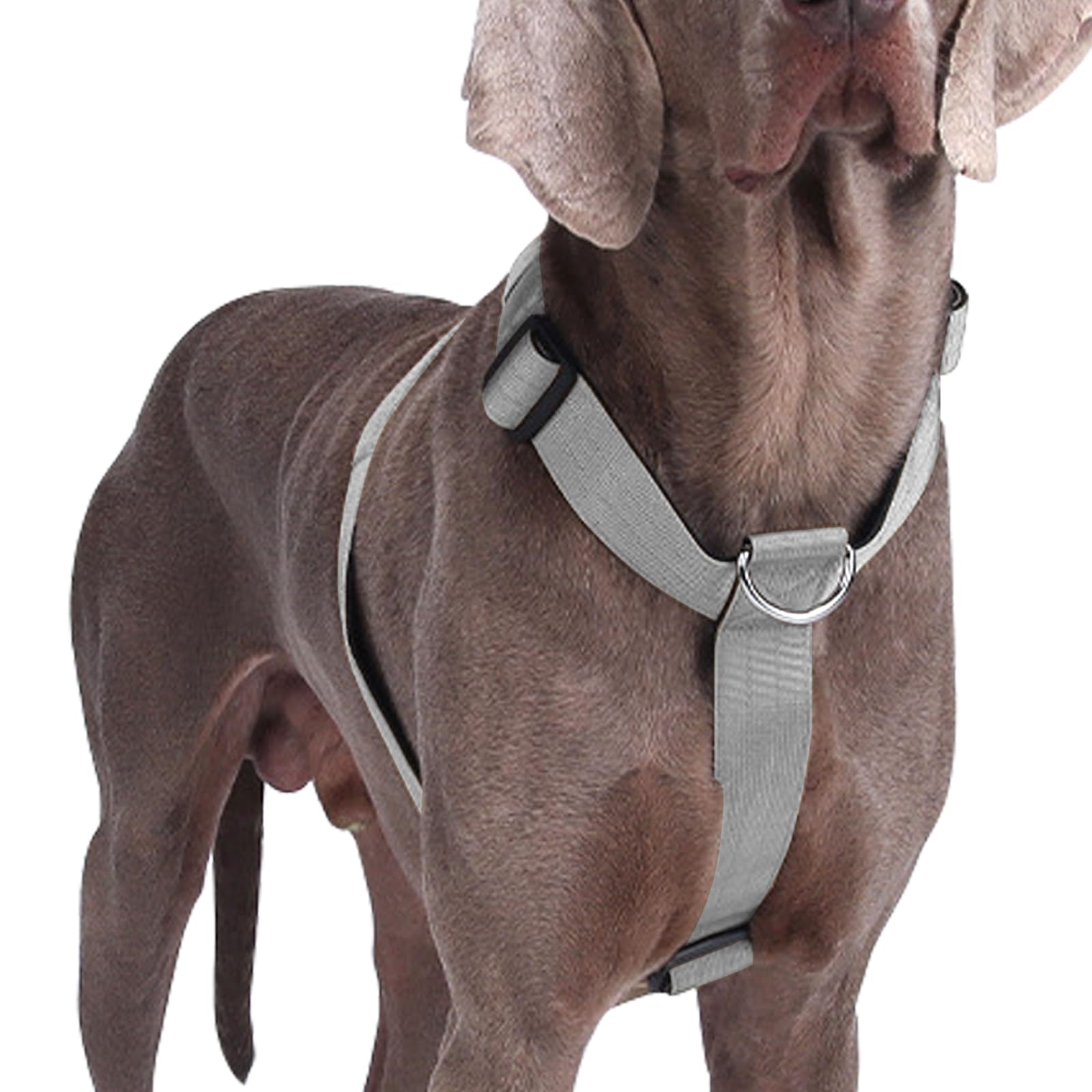 Pettorina Cane Taglia Grande Media Piccola, Pettorina Antifuga Regolabile con Ganci in Metallo, Pettorine Morbido Confortevole Imbottito Petto per Addestrare Le Passeggiate (Grigio, M)