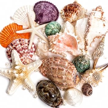 JSPYFITS Sea Shells Mixed Beach Seashells 20 Kinds, 1.5"-5.5" Various Sizes Large Ocean Shells Whit 100pcs Pearls 2 Kinds Natural Starfish for Beach Theme Party Tank Filling Home Decor Wedding