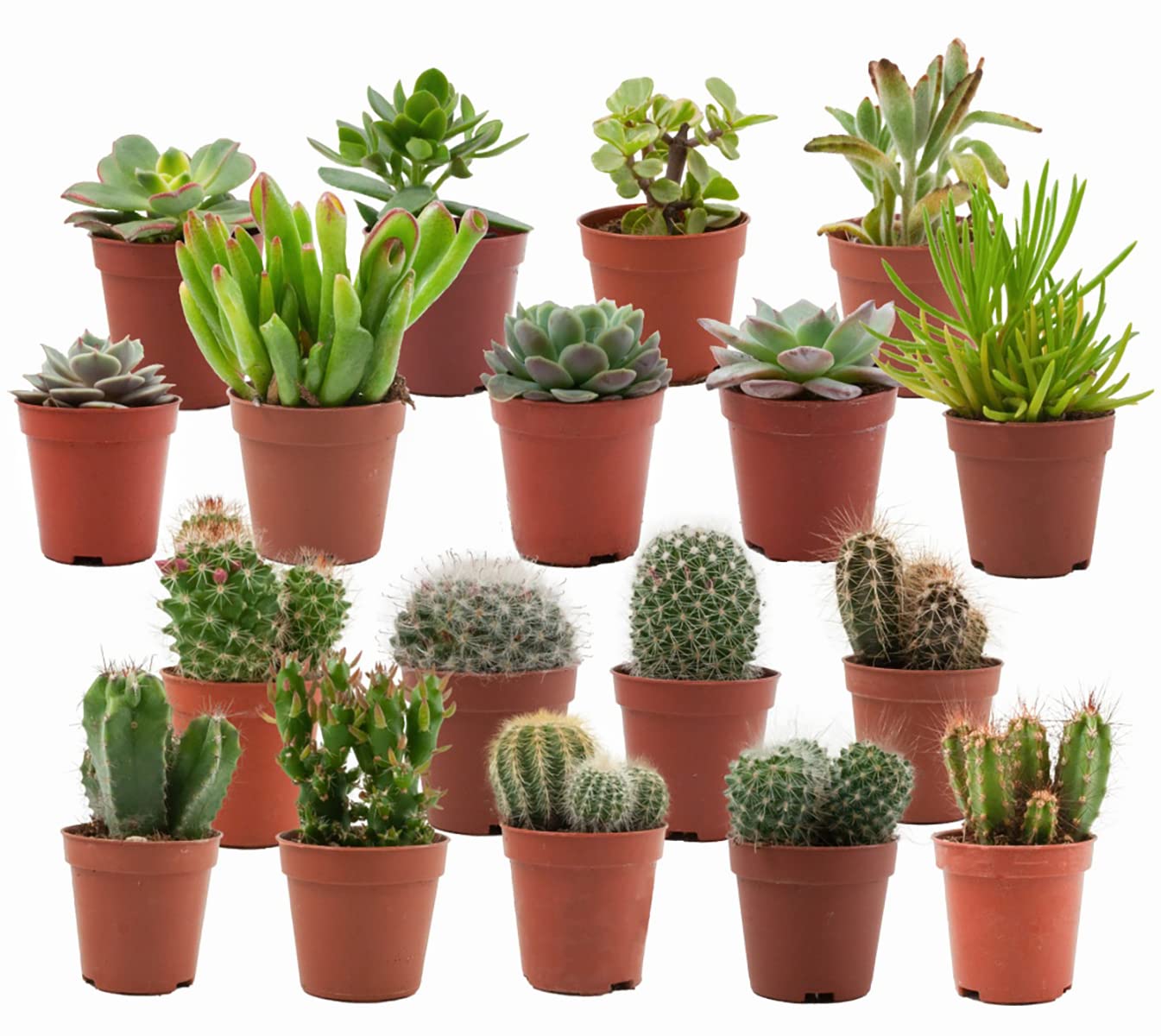 Cactus et Succulentes Naturelles en pot de fleurs Ø 5.5 cm - Lot de 18 - Hauteur: 5-10 cm - Mélange de Succulentes Petite Variétés Diverses Plantes Grasses d'Intérieur
