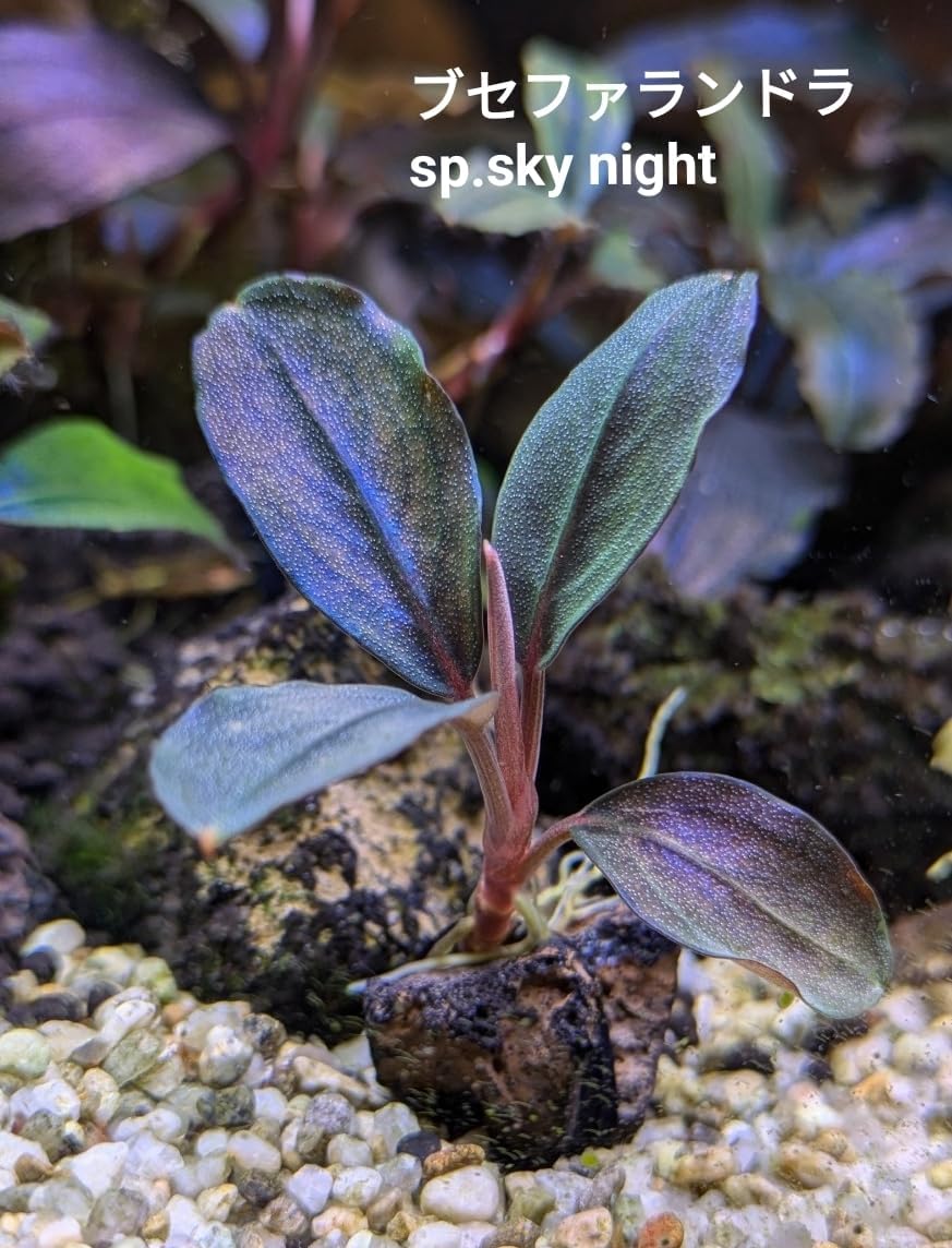 ブセファランドラsp.sky night（スカイナイト） 完全水中葉 No.9